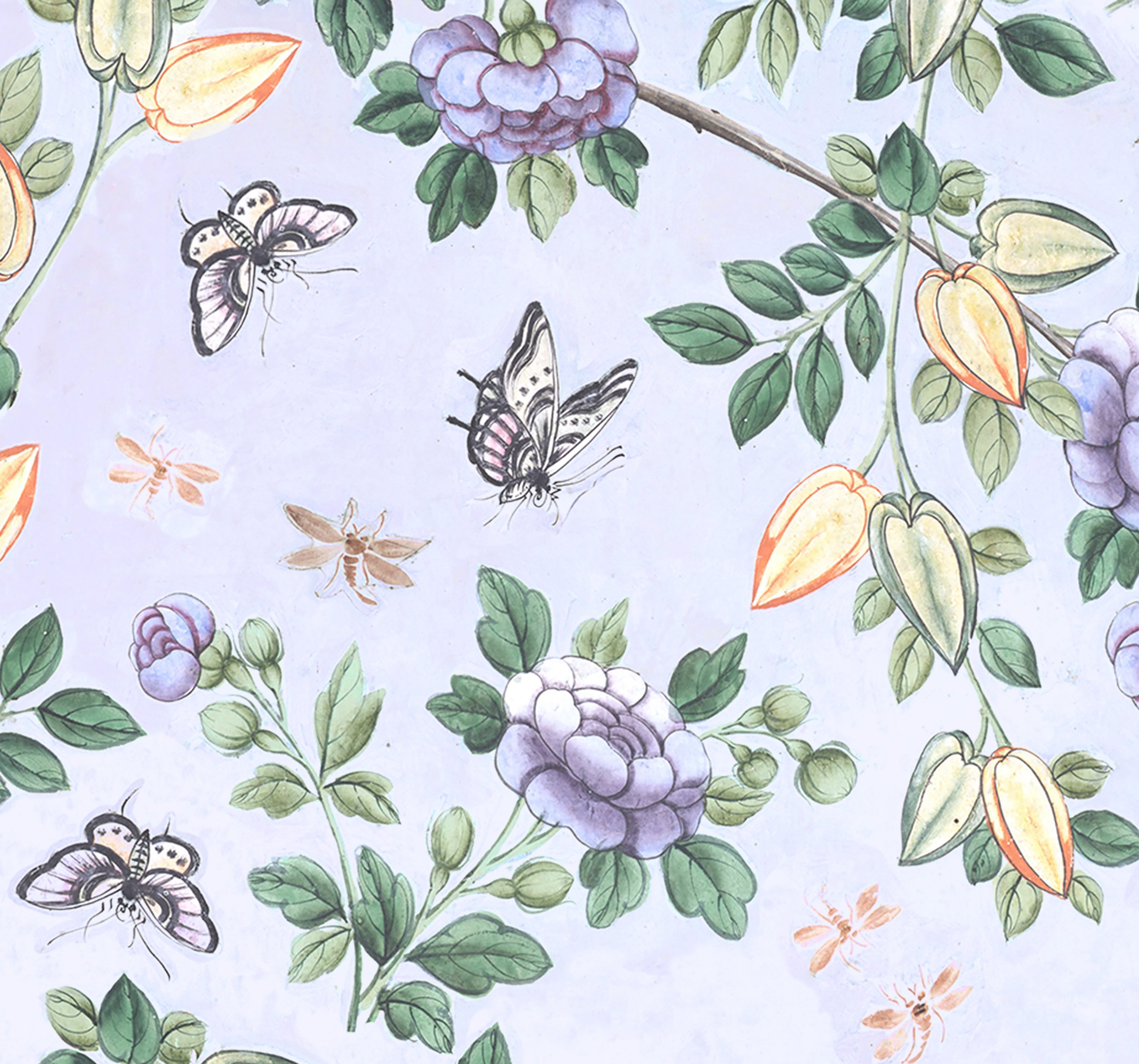 Papillon | Lupin Blue