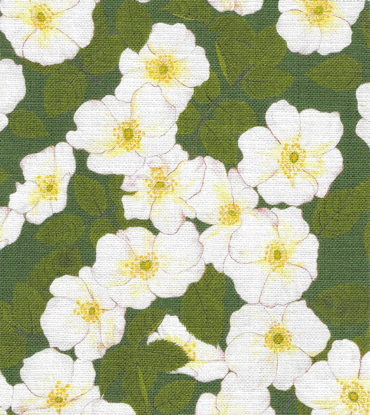 Field Rosa | Fennel Green