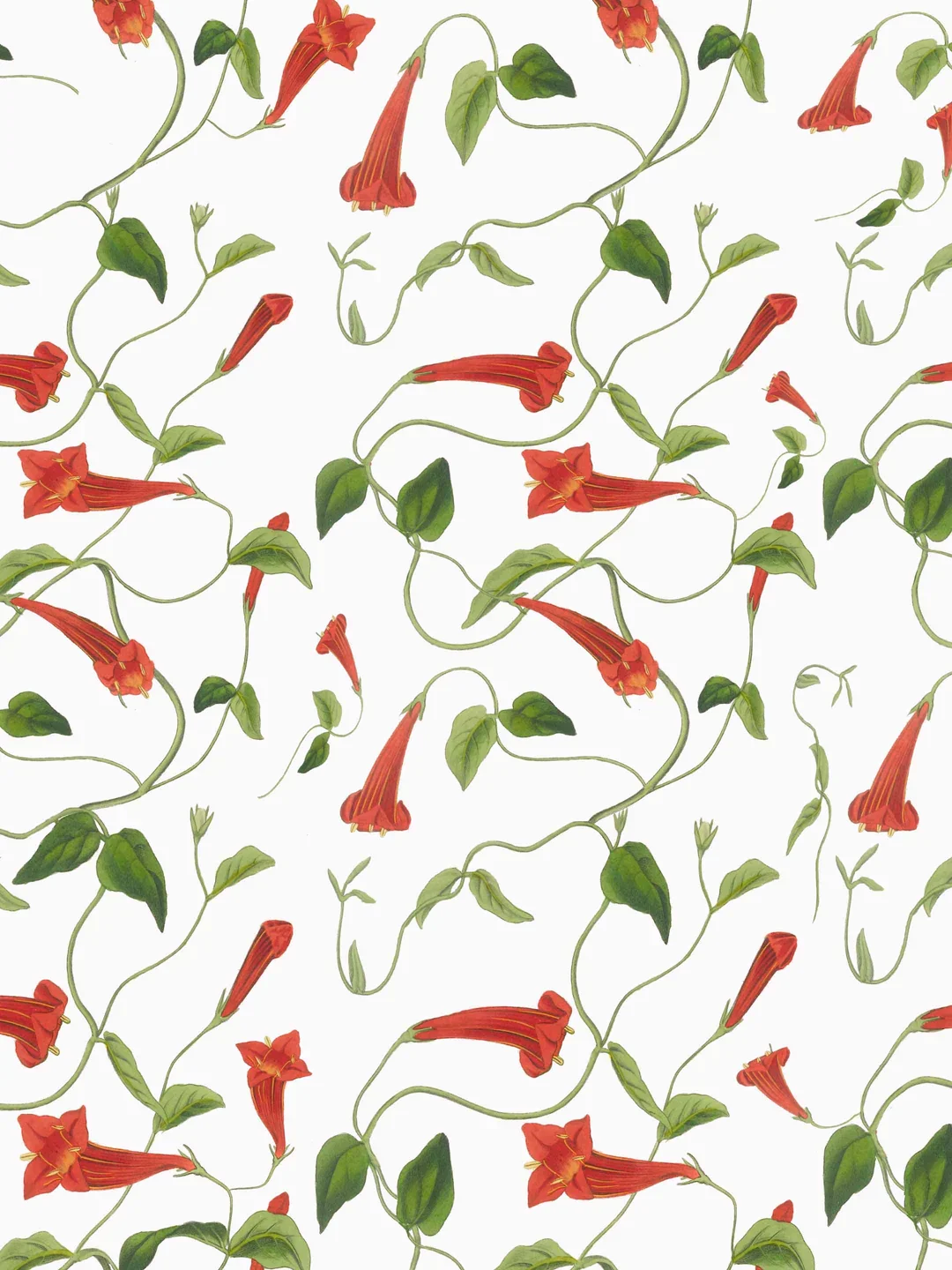 Firecracker Flower | White