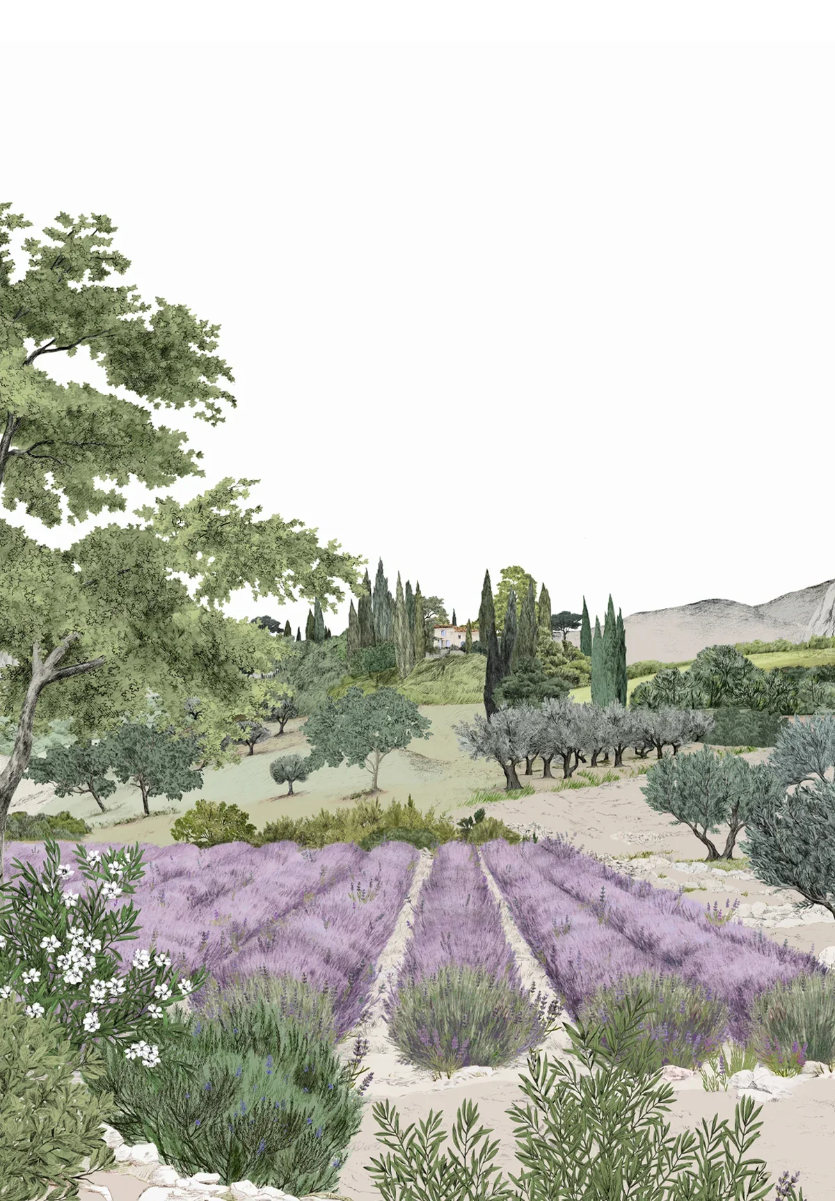 Illustration of a scenic landscape with lavender fields in the foreground, surrounded by various trees, hills, and a distant house under a cloudy sky.