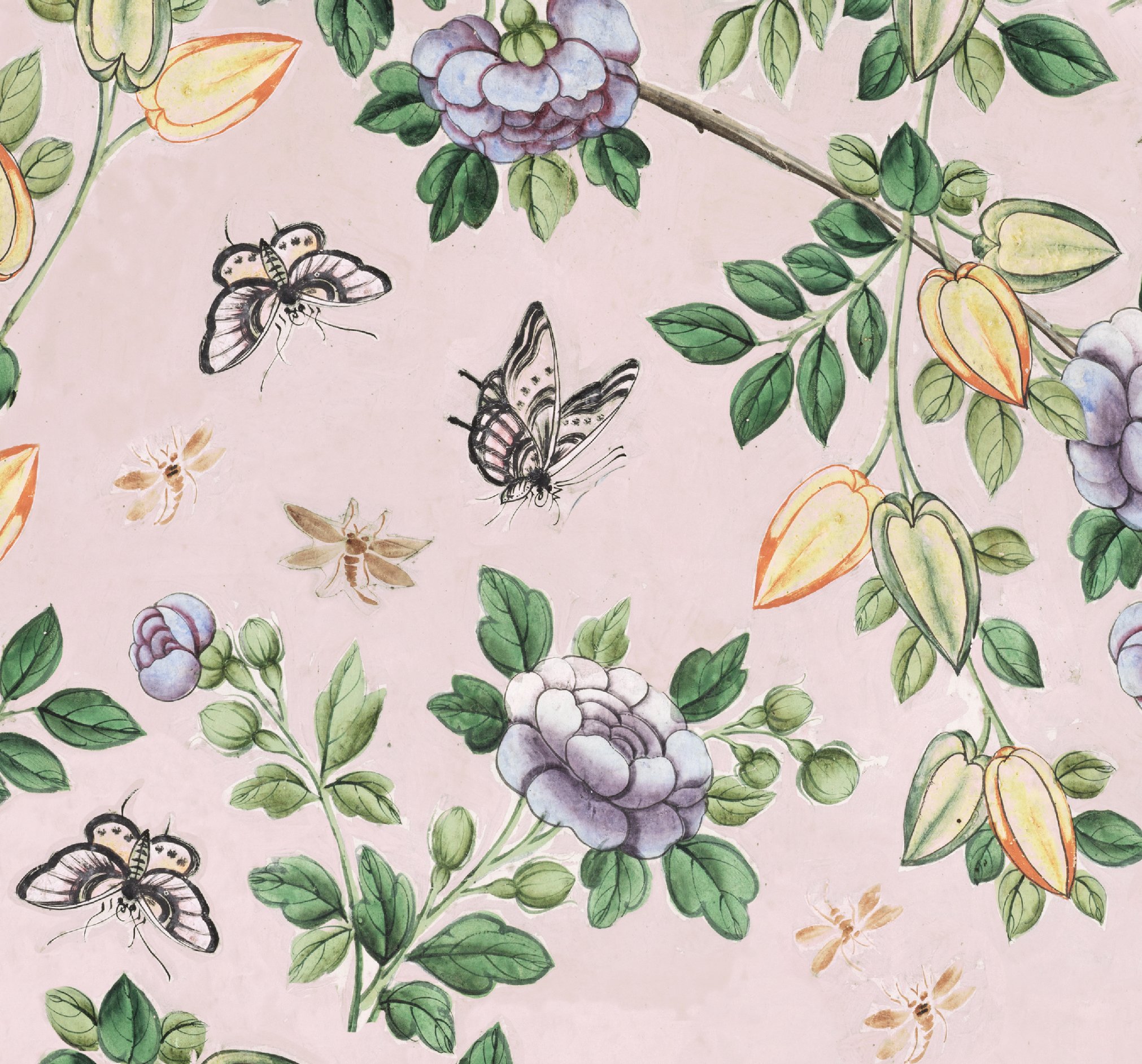 Papillon | English Rose