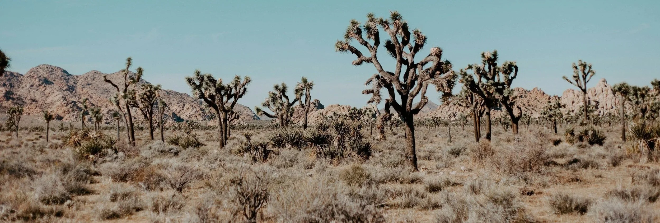 A desert landscape with Joshua trees, dry shrubs, and distant rocky hills under a clear sky.