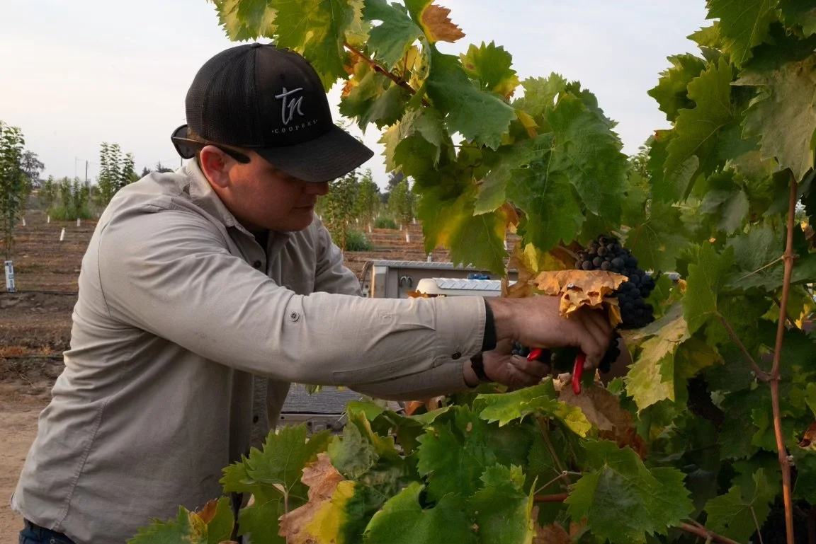 A man wearing a black baseball cap and glasses is harvesting grapes with pruning shears in a vineyard.