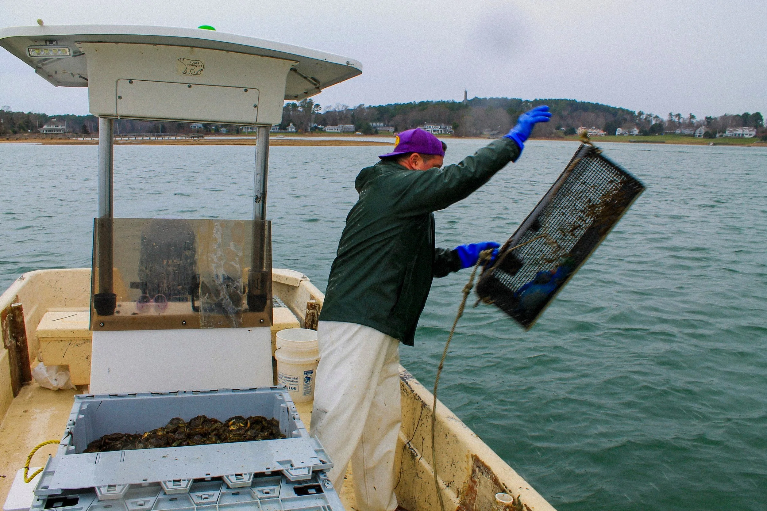 Jeff Ladd of Green Dragon Crabs harvests invasive European green crab in Duxbury Bay for our crab broth