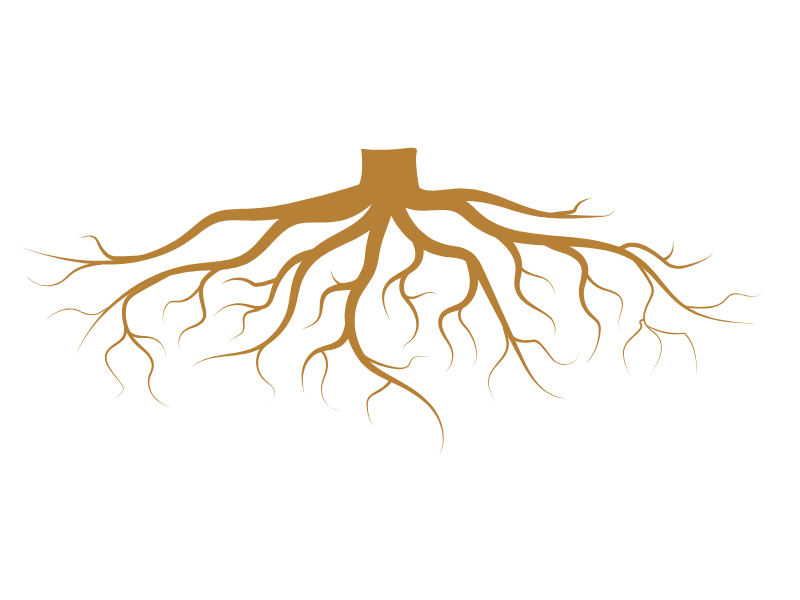 Illustration of a plant root system showing multiple roots extending downward.
