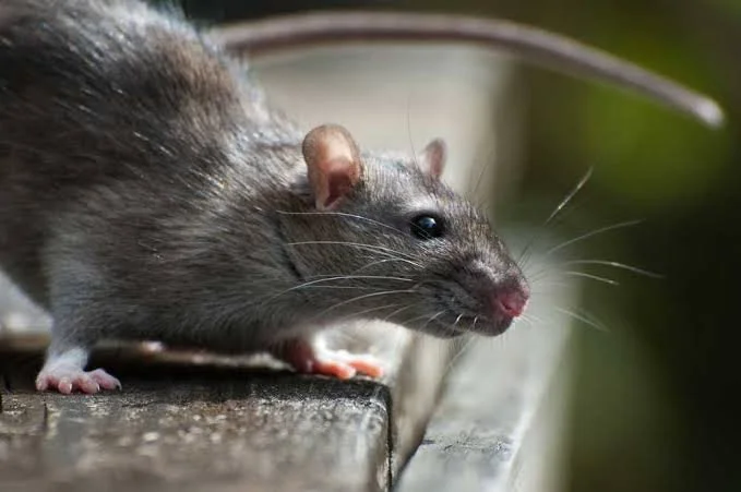 Rodents