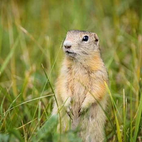 Gopher-problem-standing-in-tall-grass.jpg