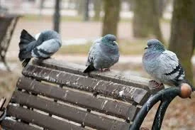 Pigeon Proofing Service