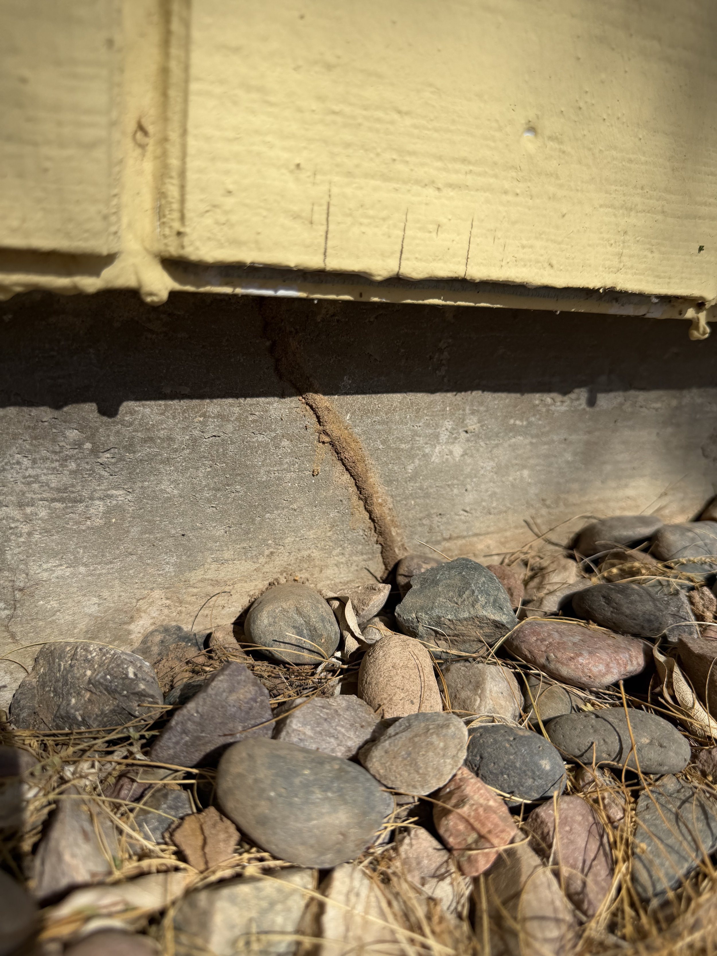 Termites