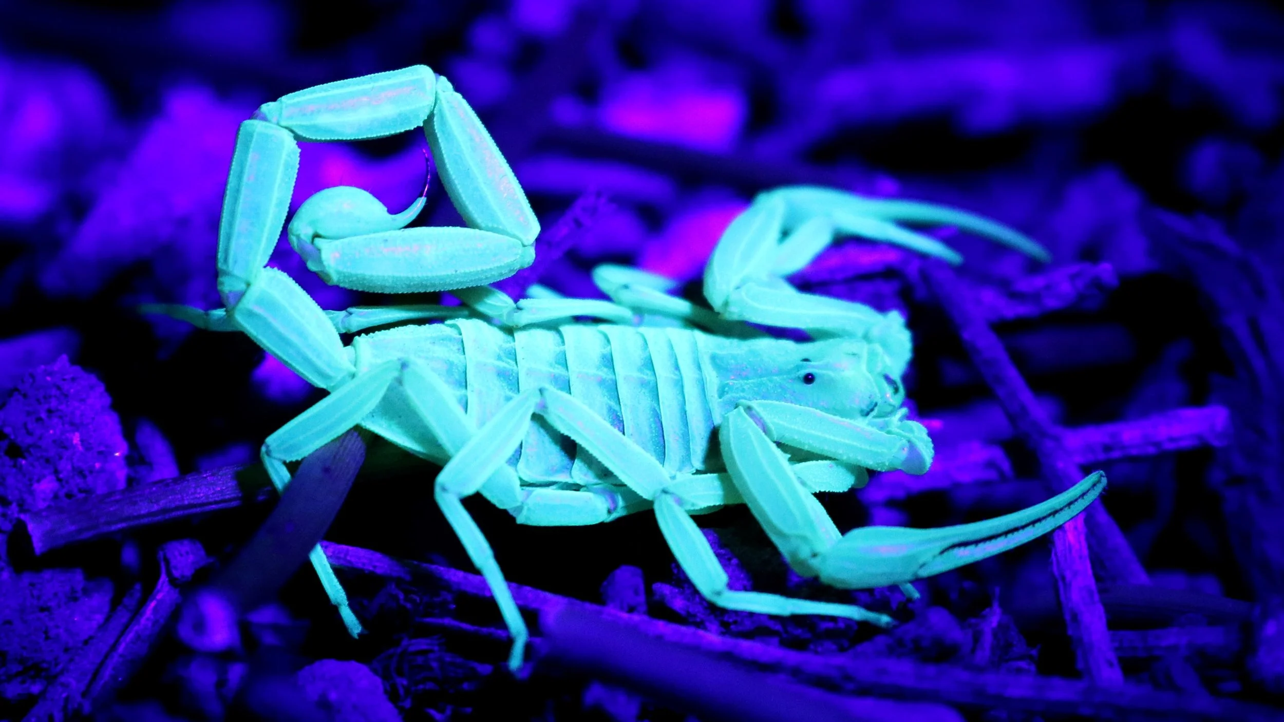 Scorpions