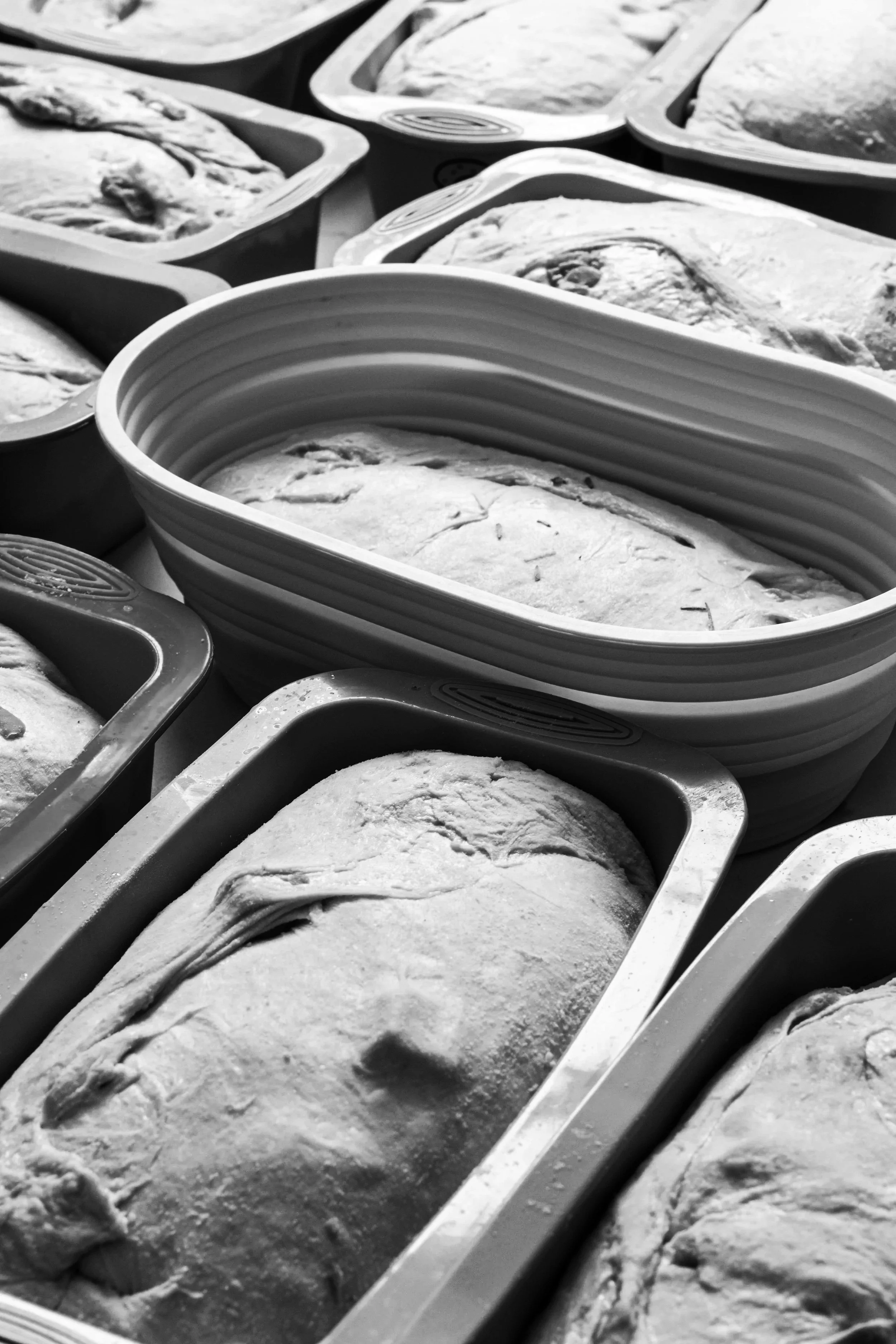 Multiple loaves of sourdough bread in baking pans, some covered with plastic wrap, arranged in a bakery or kitchen setting.