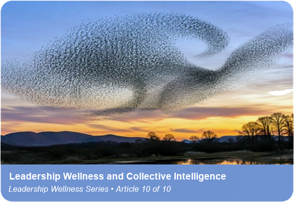 swarm of birds during a colorful sunset