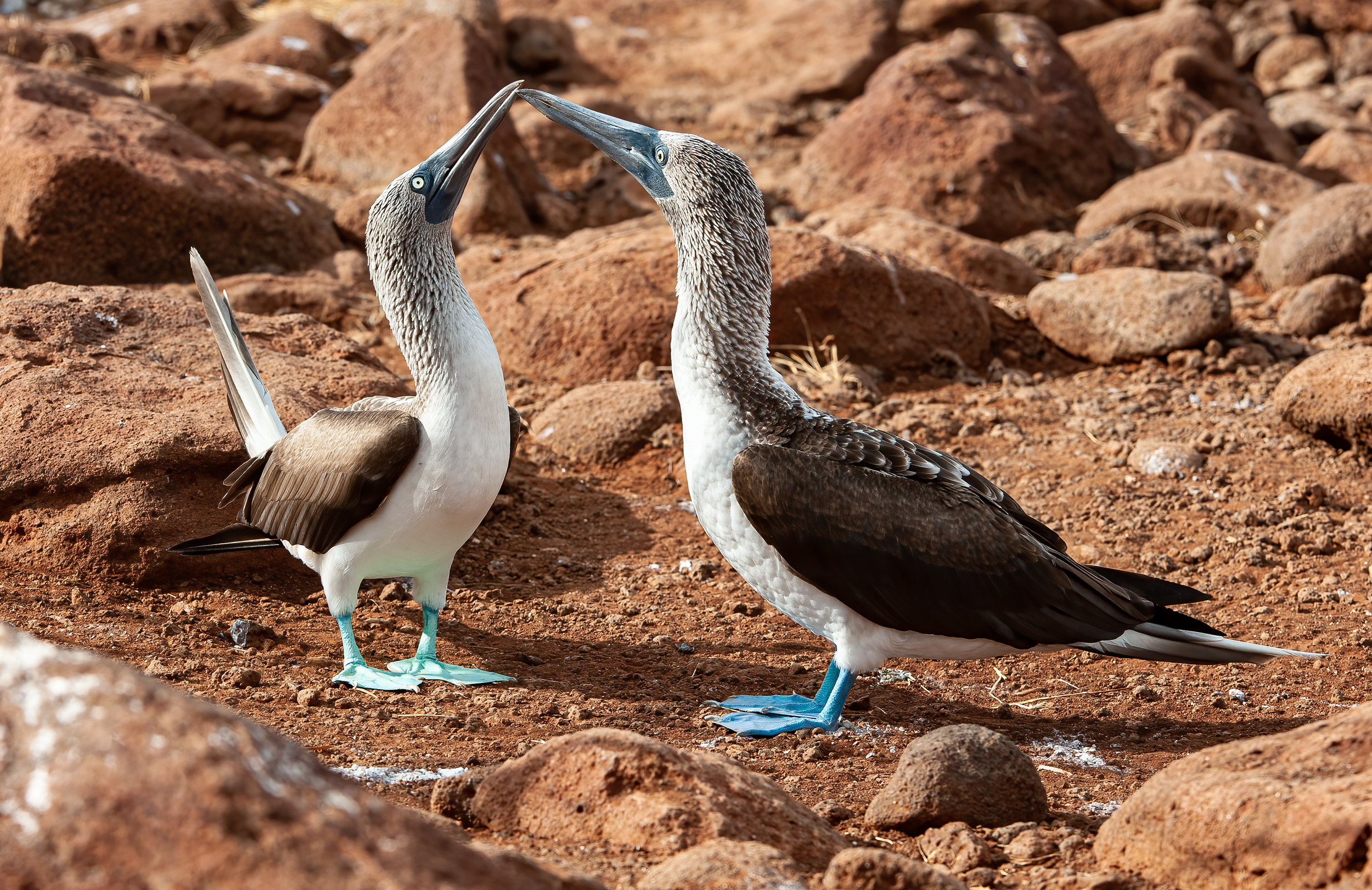 North Seymour Island Day Tour