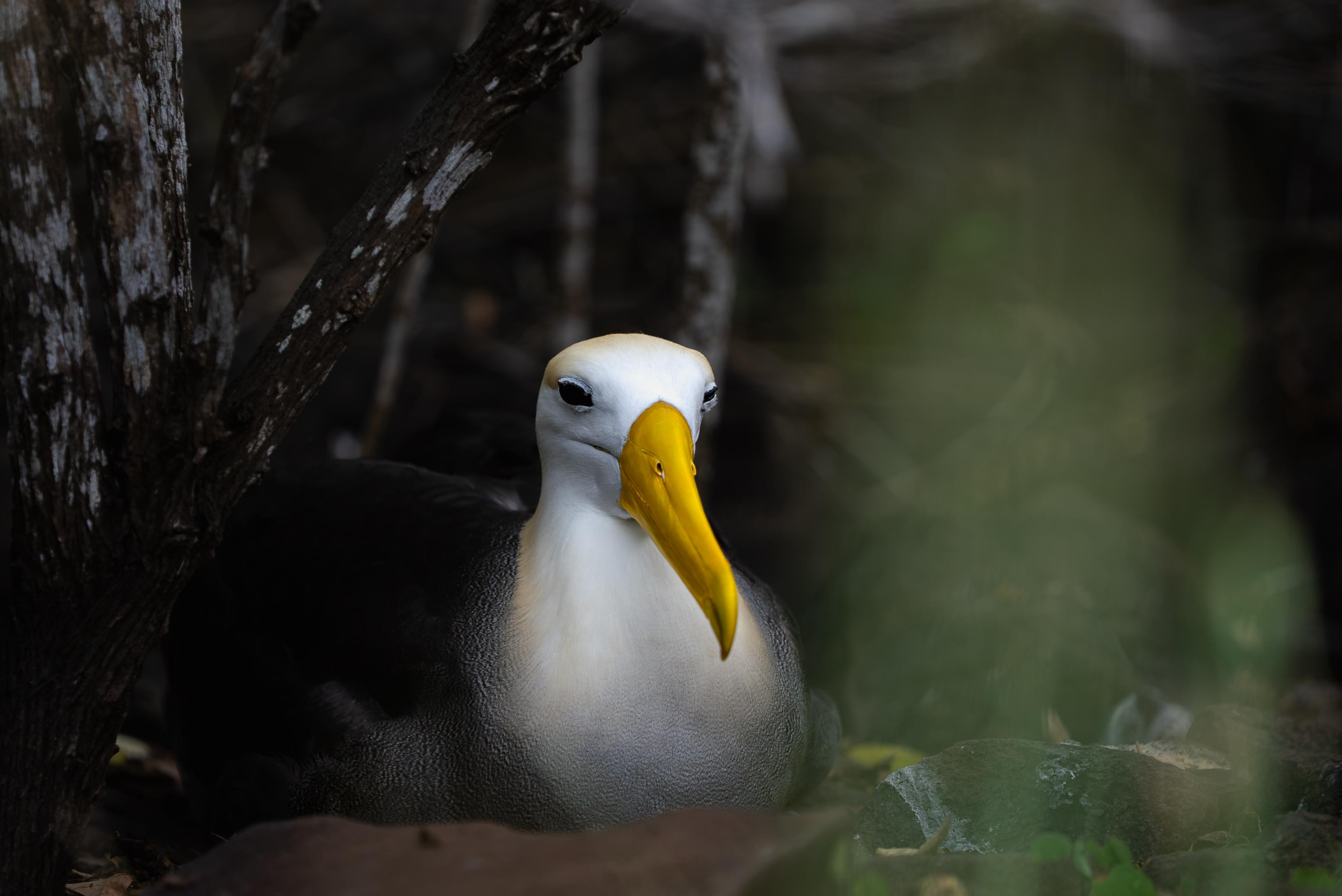 waved-albatross.webp