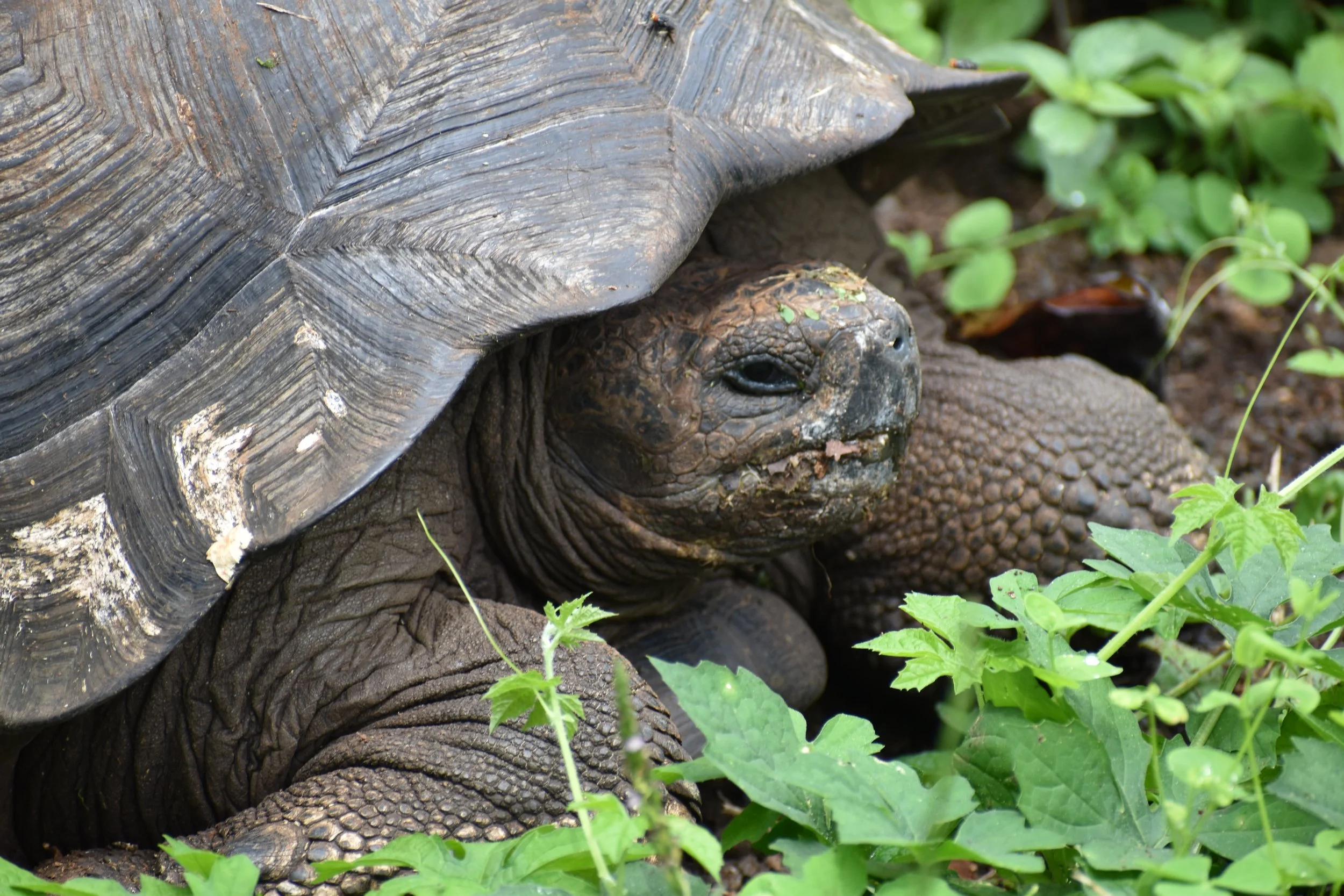 closeup-of-galapagos-giant-tortoise.jpg