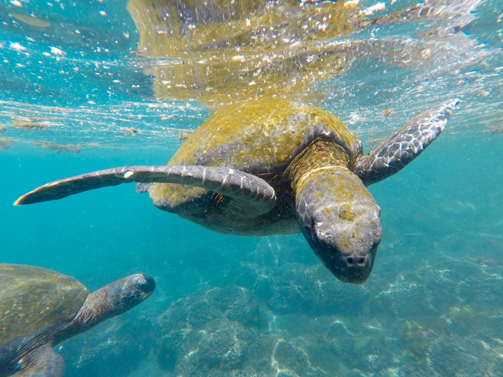 galapagos-sea-turtles-underwater.webp