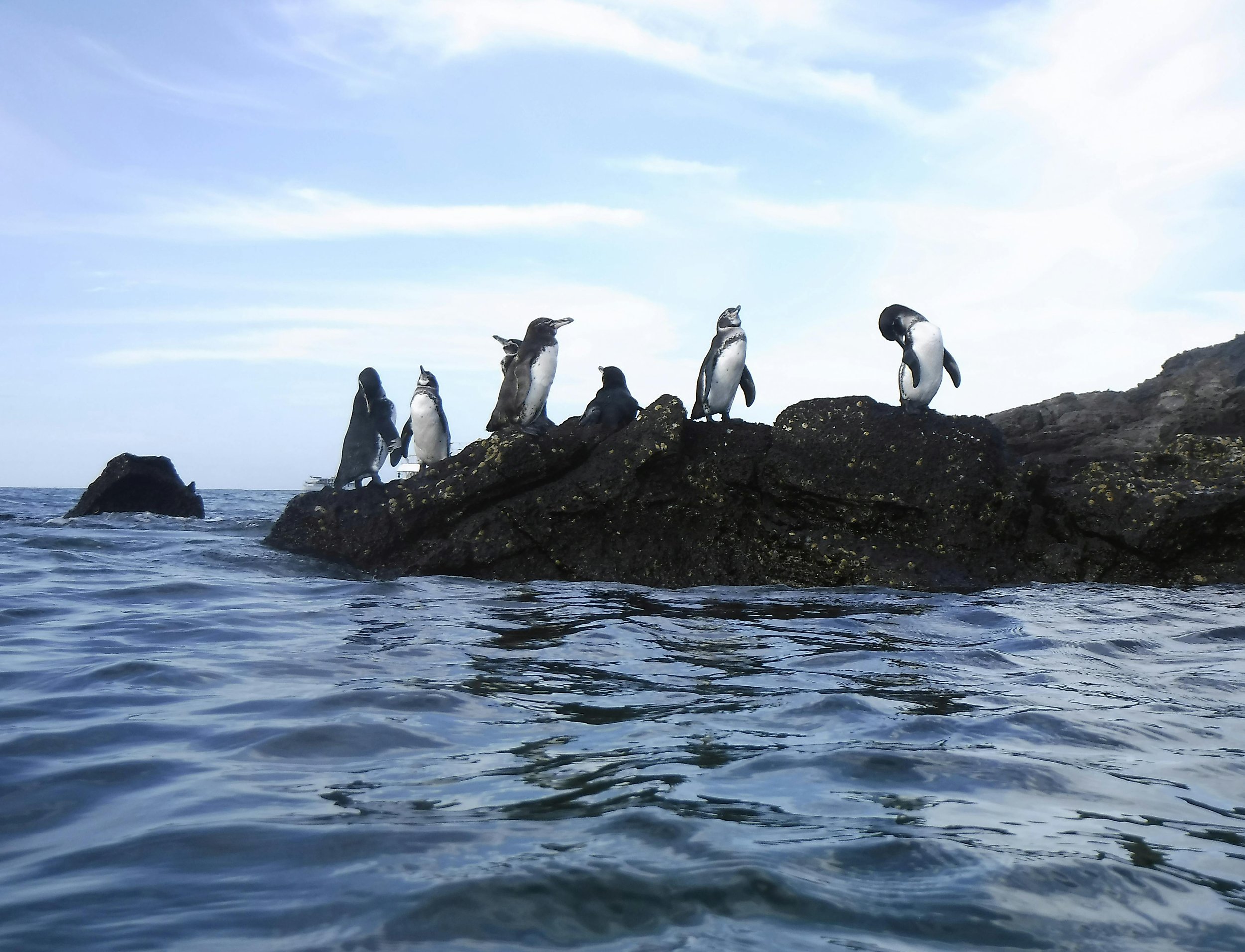 Galapagos penguins on rocks