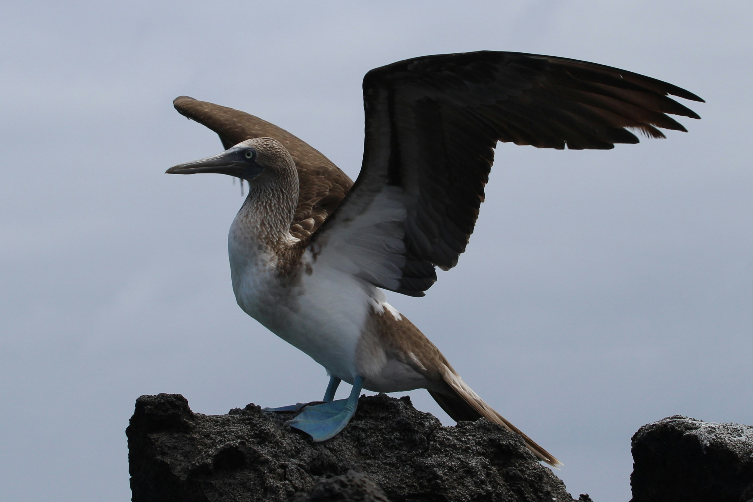 blue-footed-booby-in-galapagos2.webp
