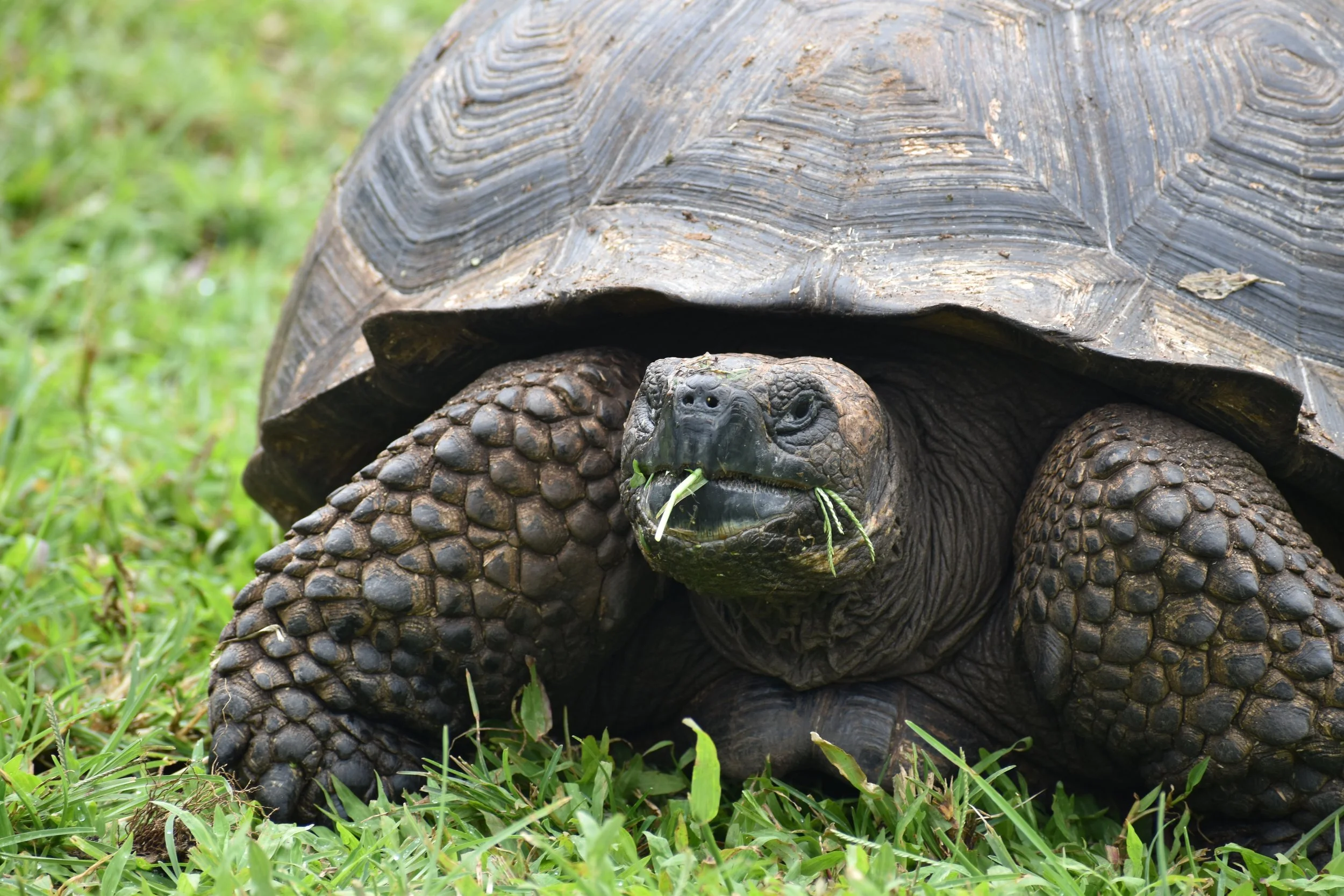 Giant Galapagos tortoise
