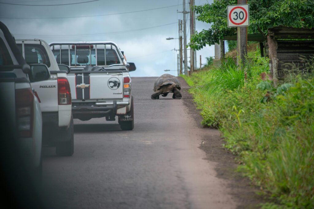 galapagos-tortoise-causing-traffic-jam