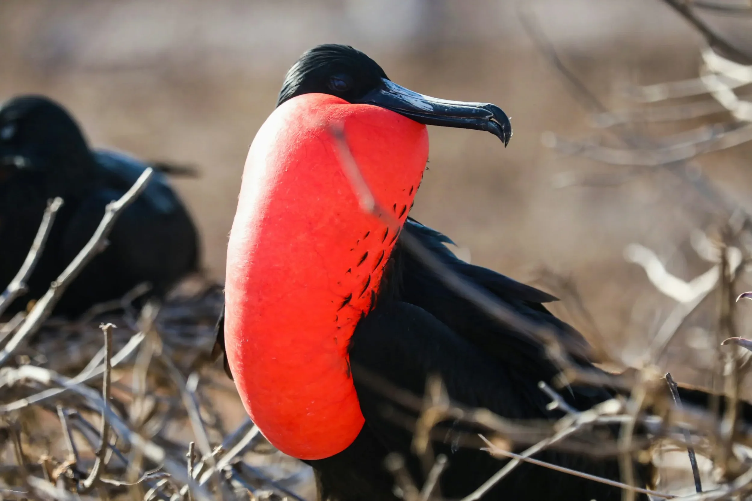 galapagos-frigate-bird.webp