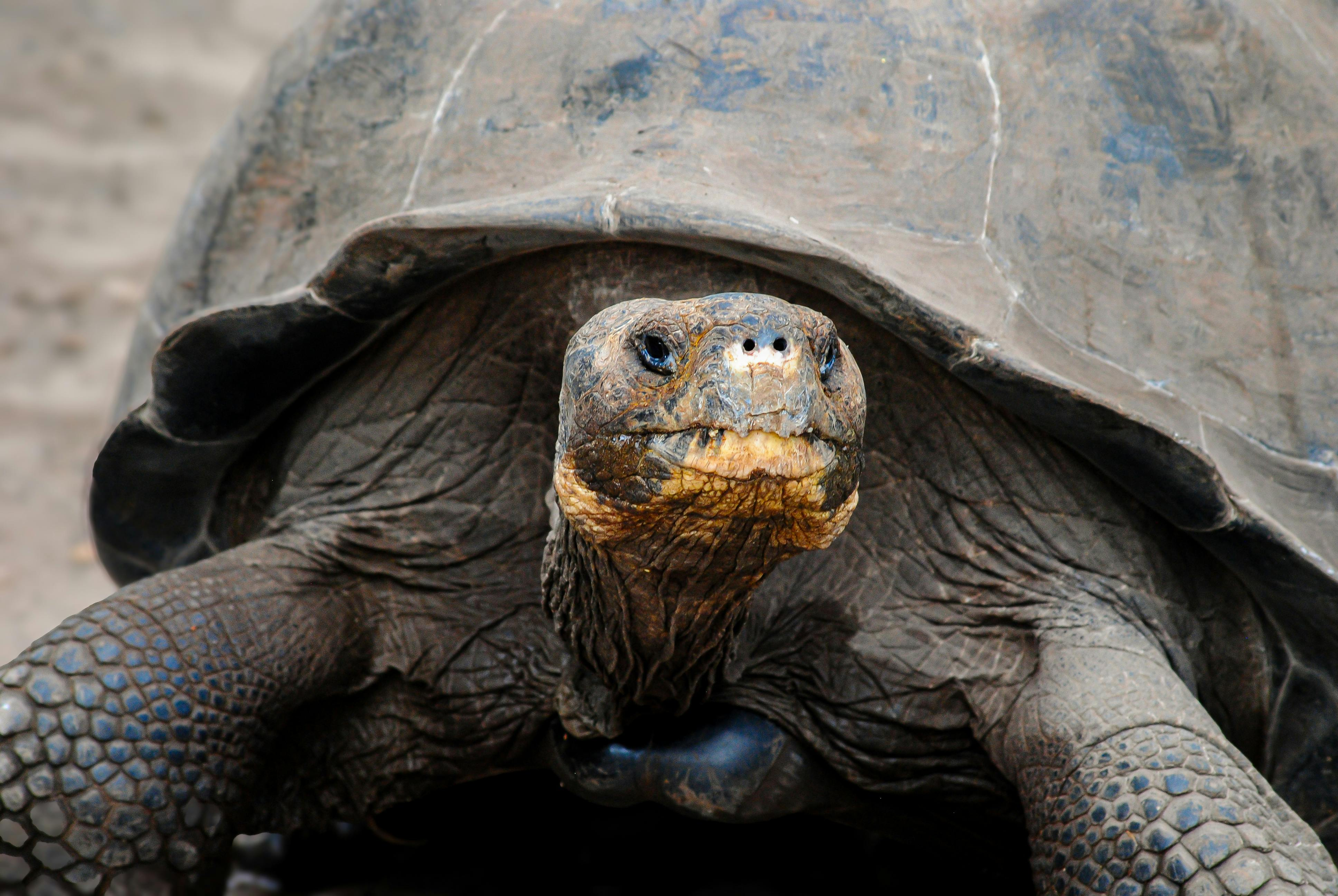 giant-galapagos-tortoise-close-up.webp