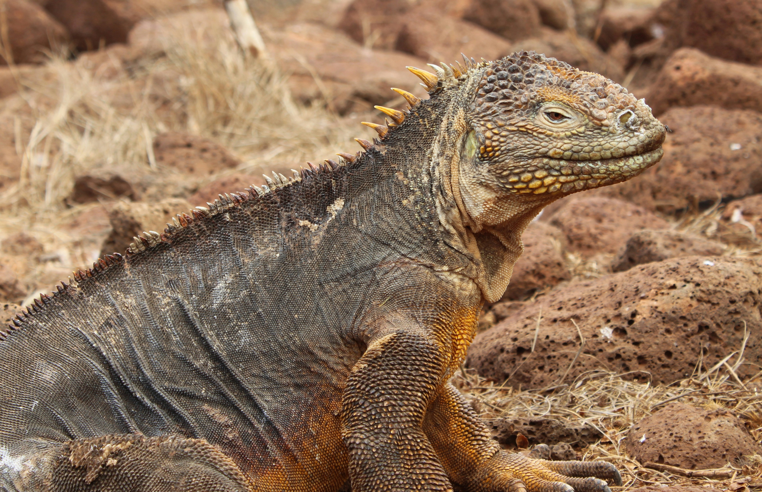 galapagos-land-iguana.webp
