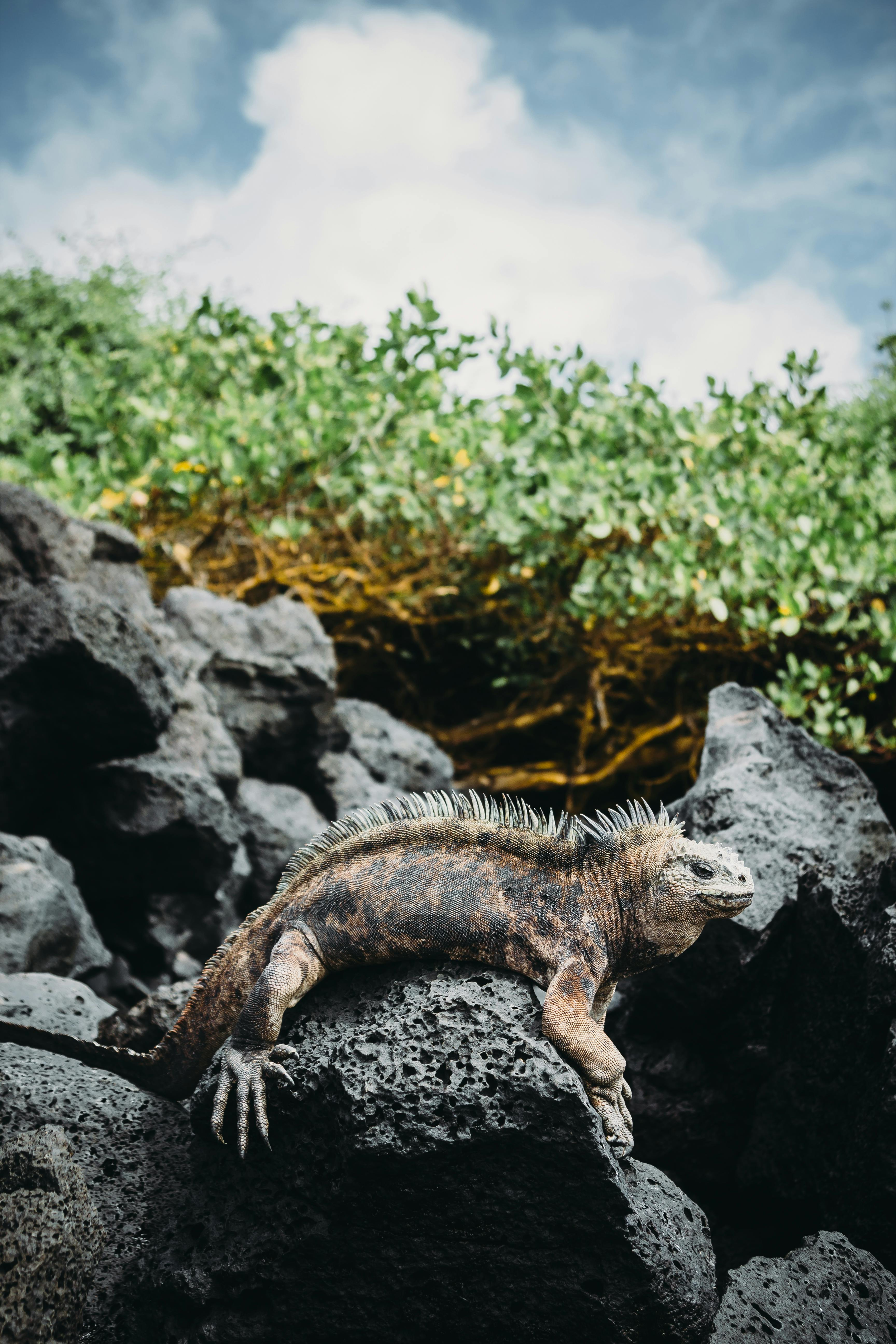 galapagos-marine-iguana-on-lava-rocks.webp