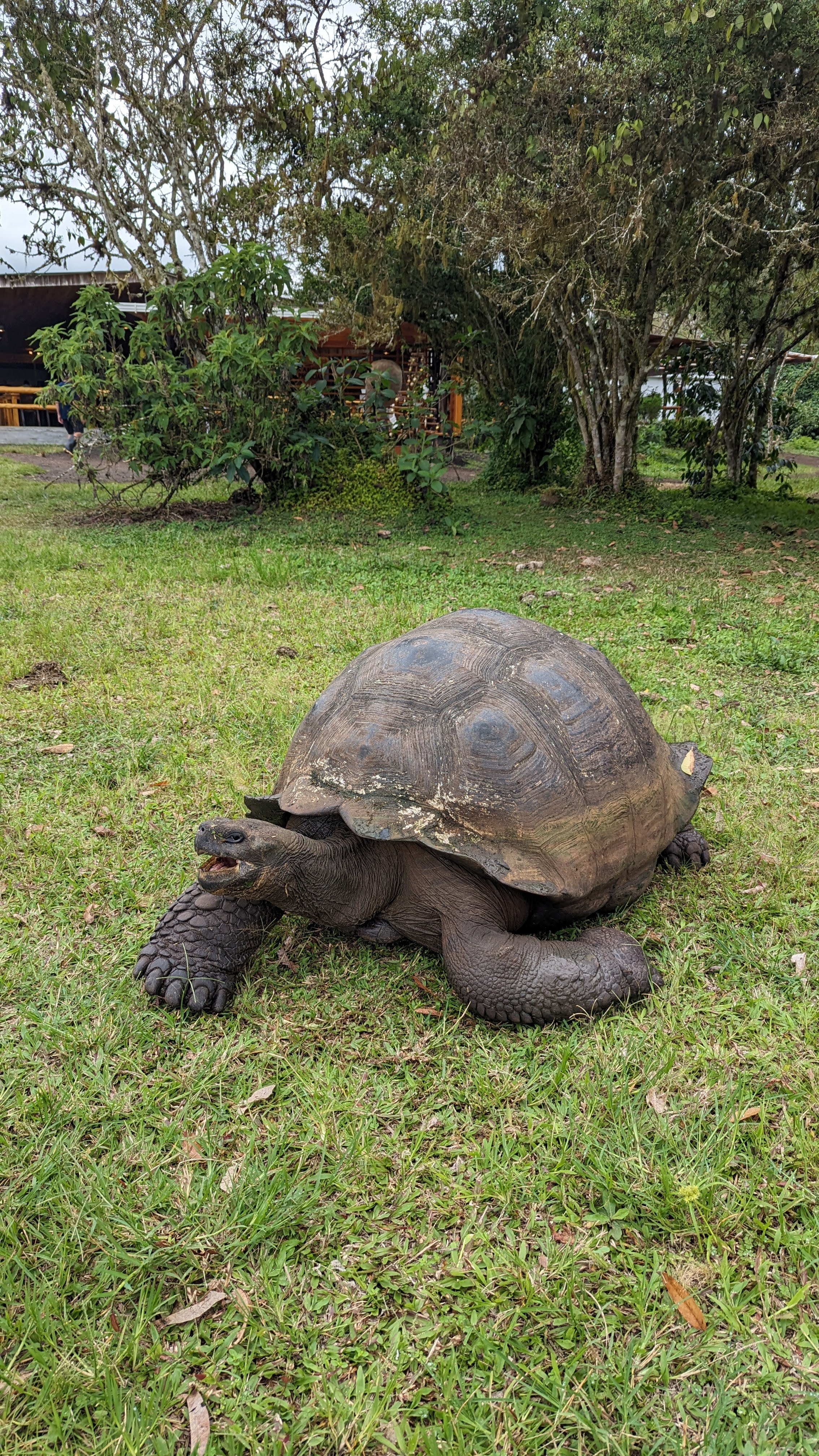giant-tortoise-at-primicias-ranch.webp
