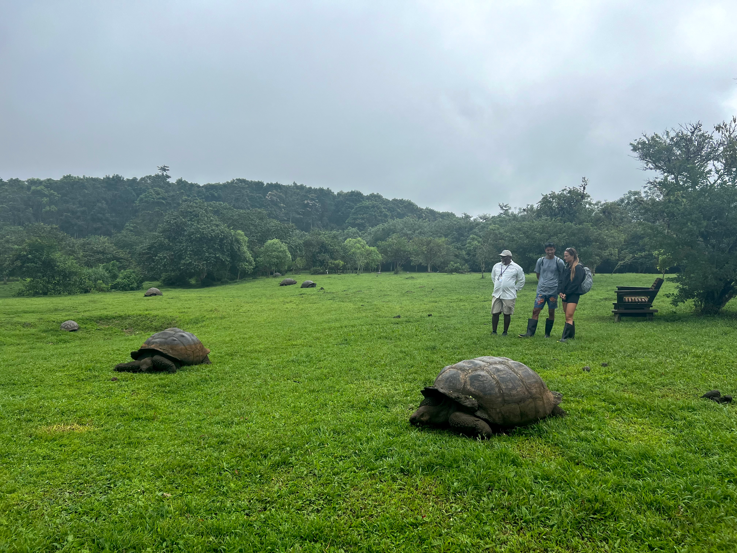 giant-tortoise-ranch-3.webp