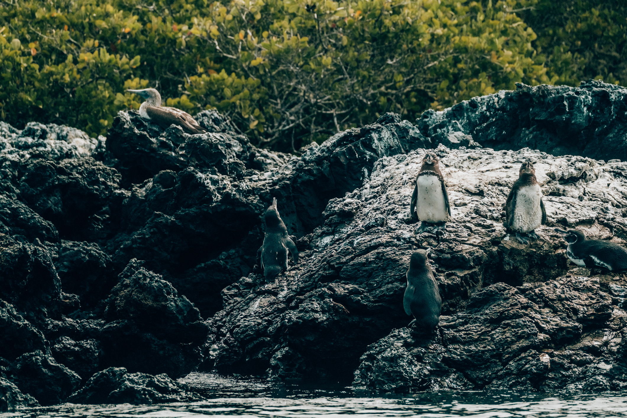 galapagos-penguins.webp