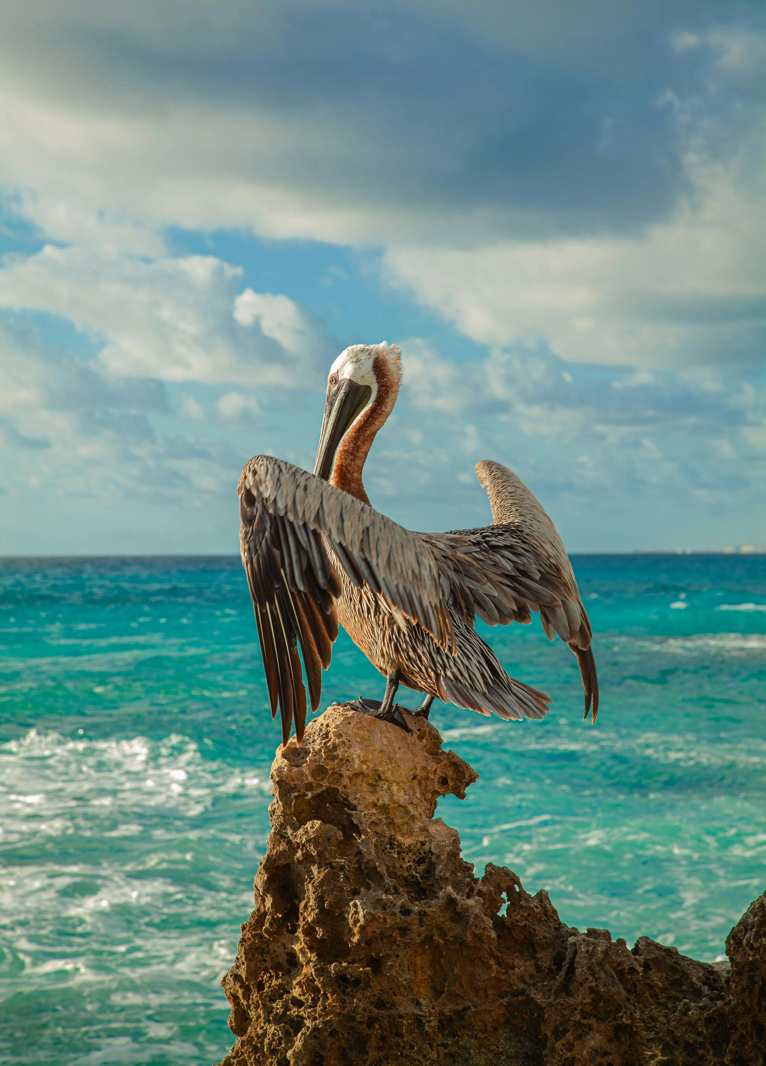 A brown pelican standing on a rock by the ocean, with a partly cloudy sky in the background.