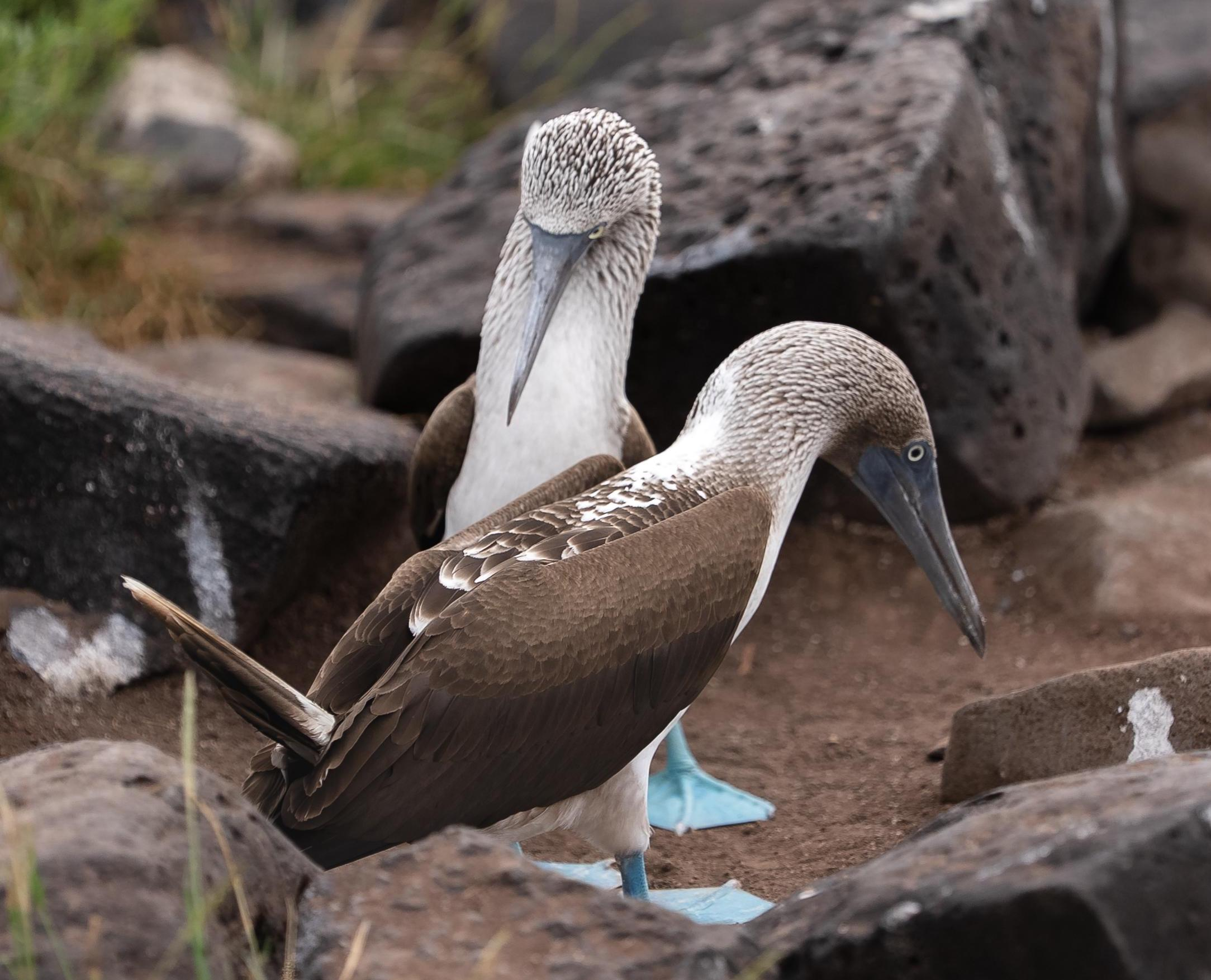 blue-footed-boobies.webp