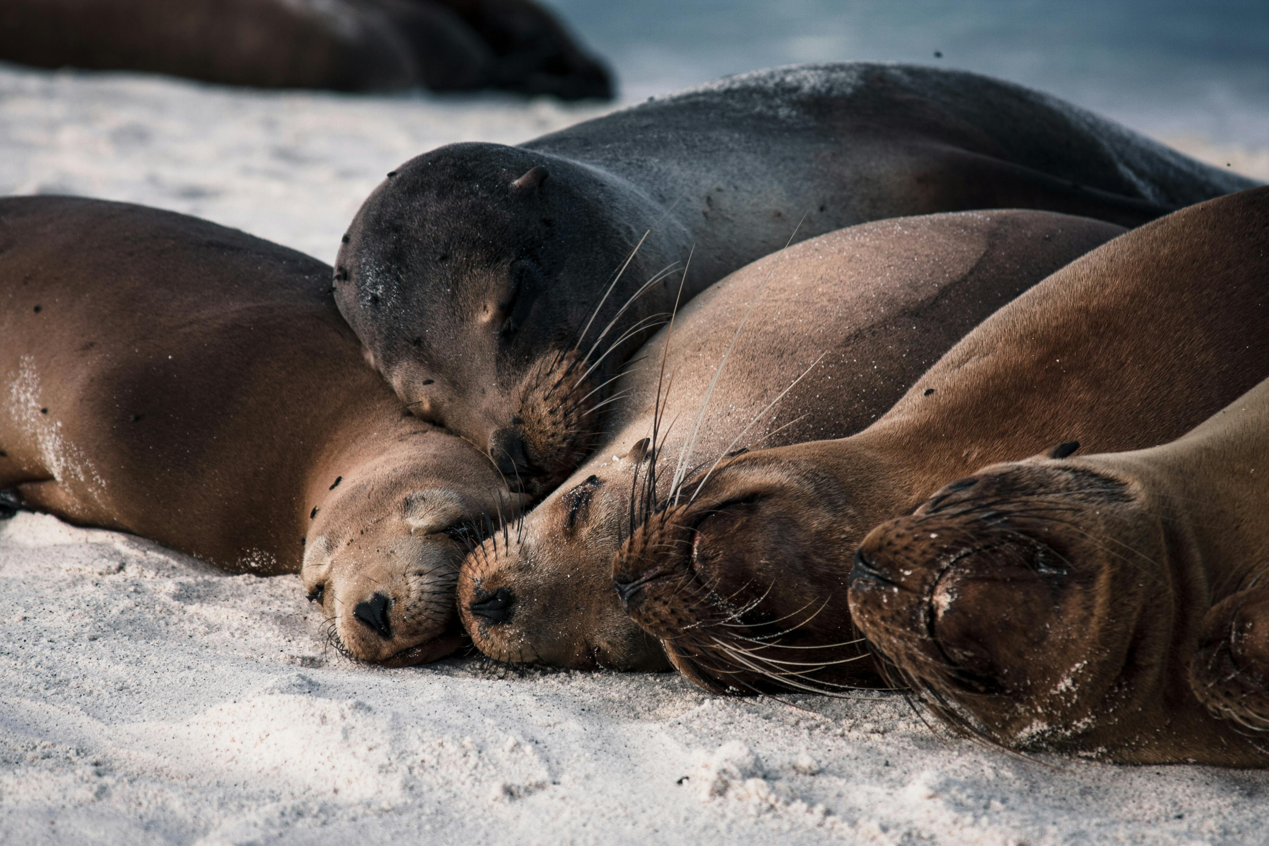 Lobos Island Day Tour