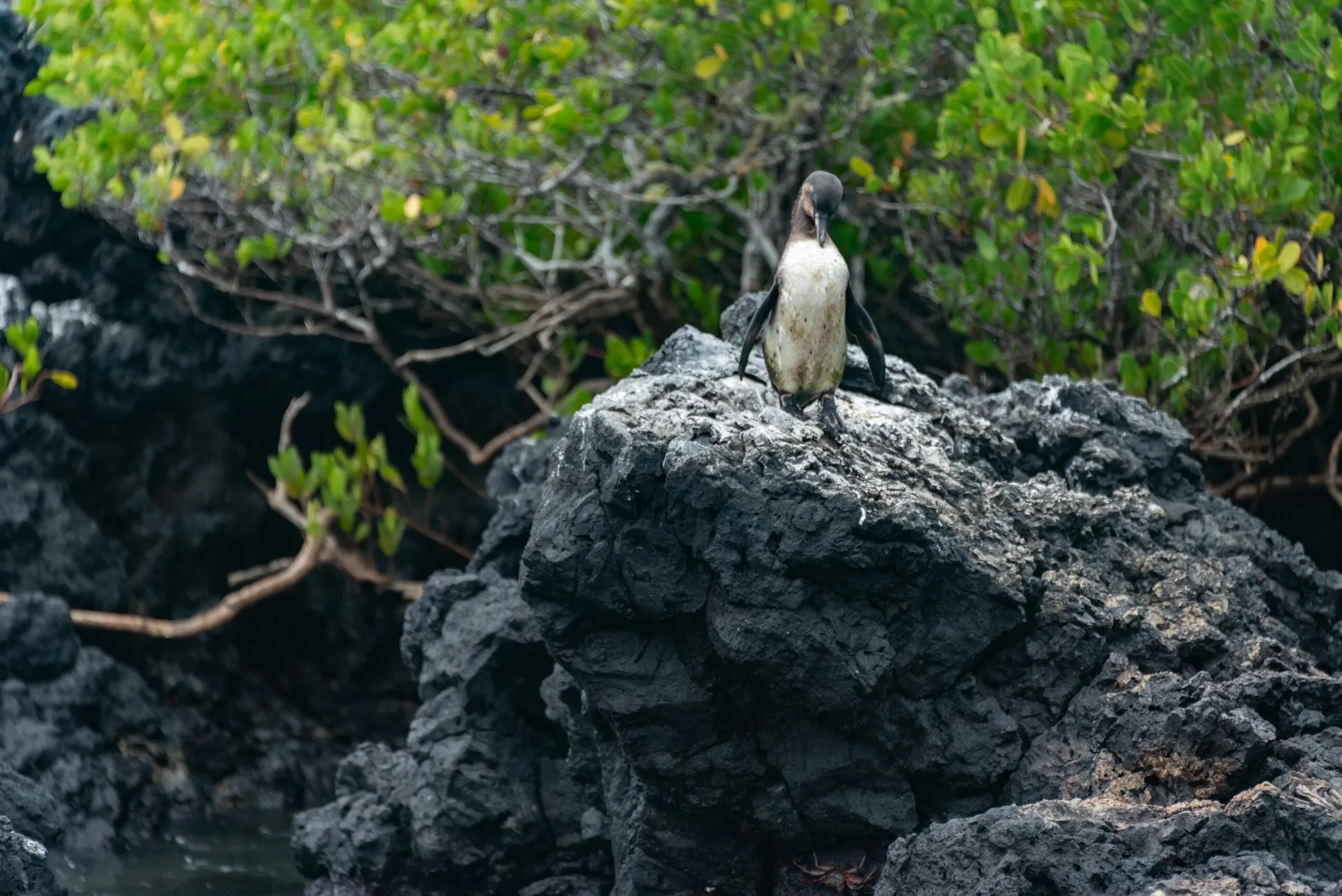 galapagos-penguin.webp