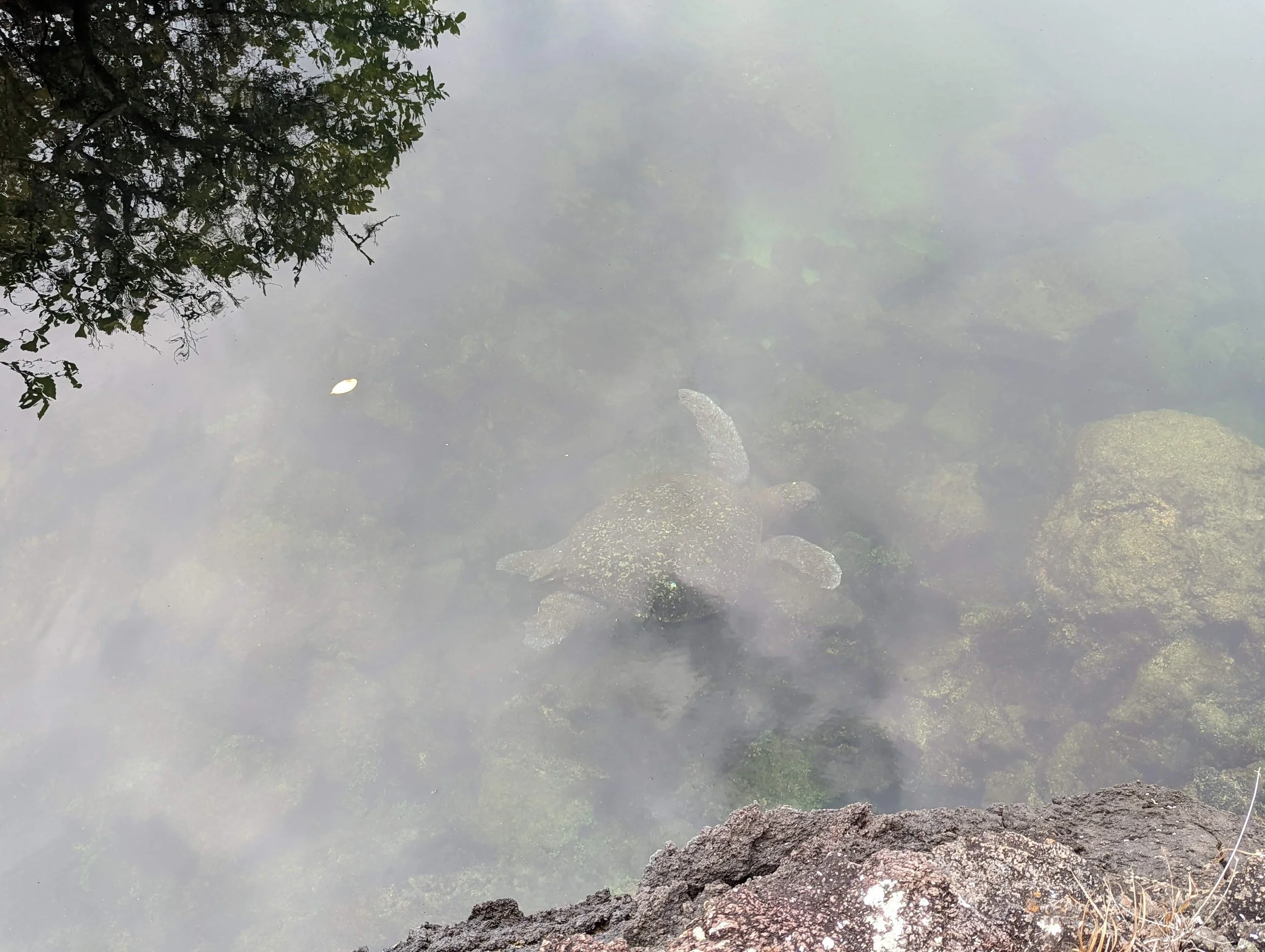 PXL_20211229_175318320 (1).jpg