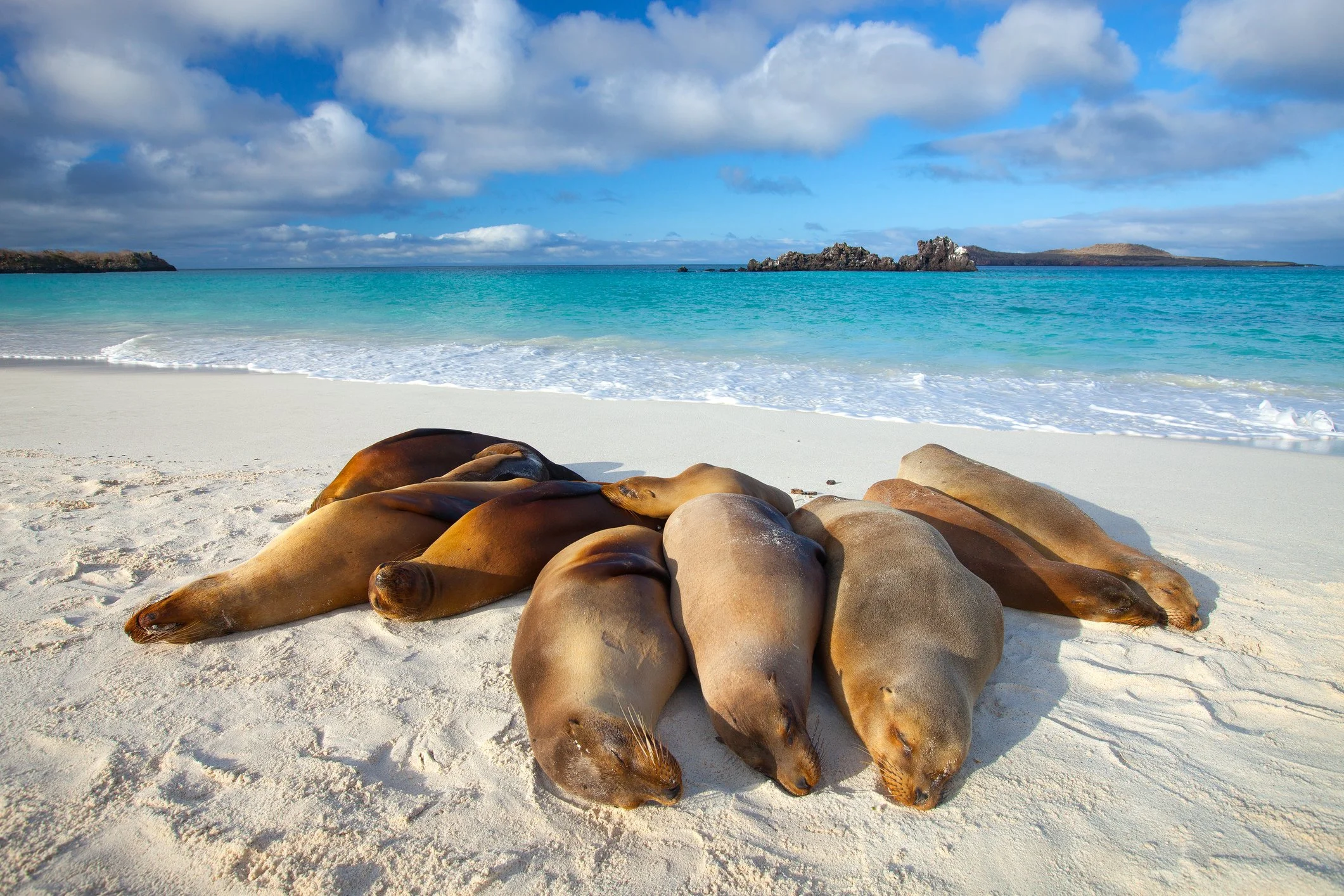 A group of sea lions resting on white sandy beach with turquoise ocean and rocky formations in the background under partly cloudy sky.