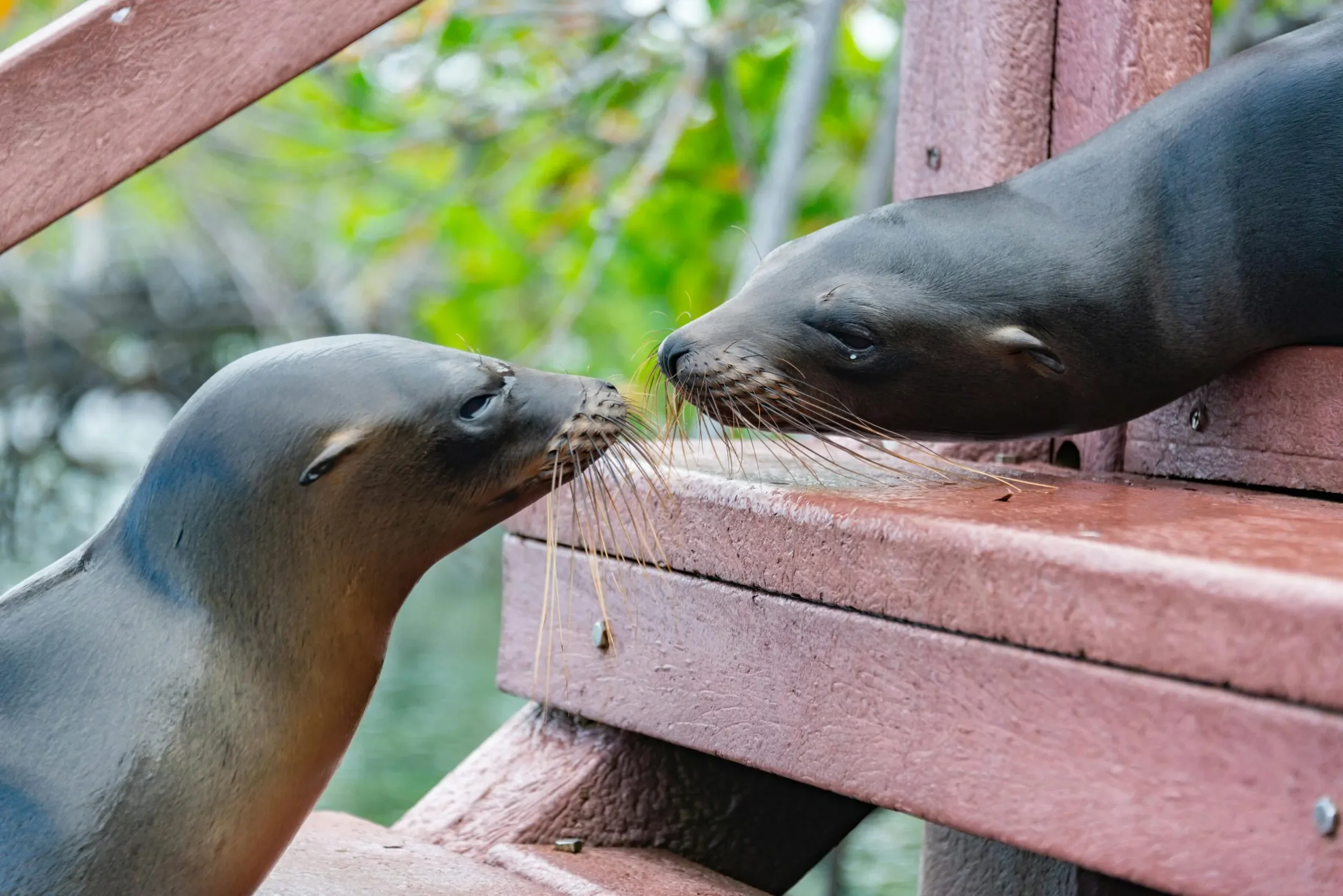 sea-lions-at-concha-perla.webp