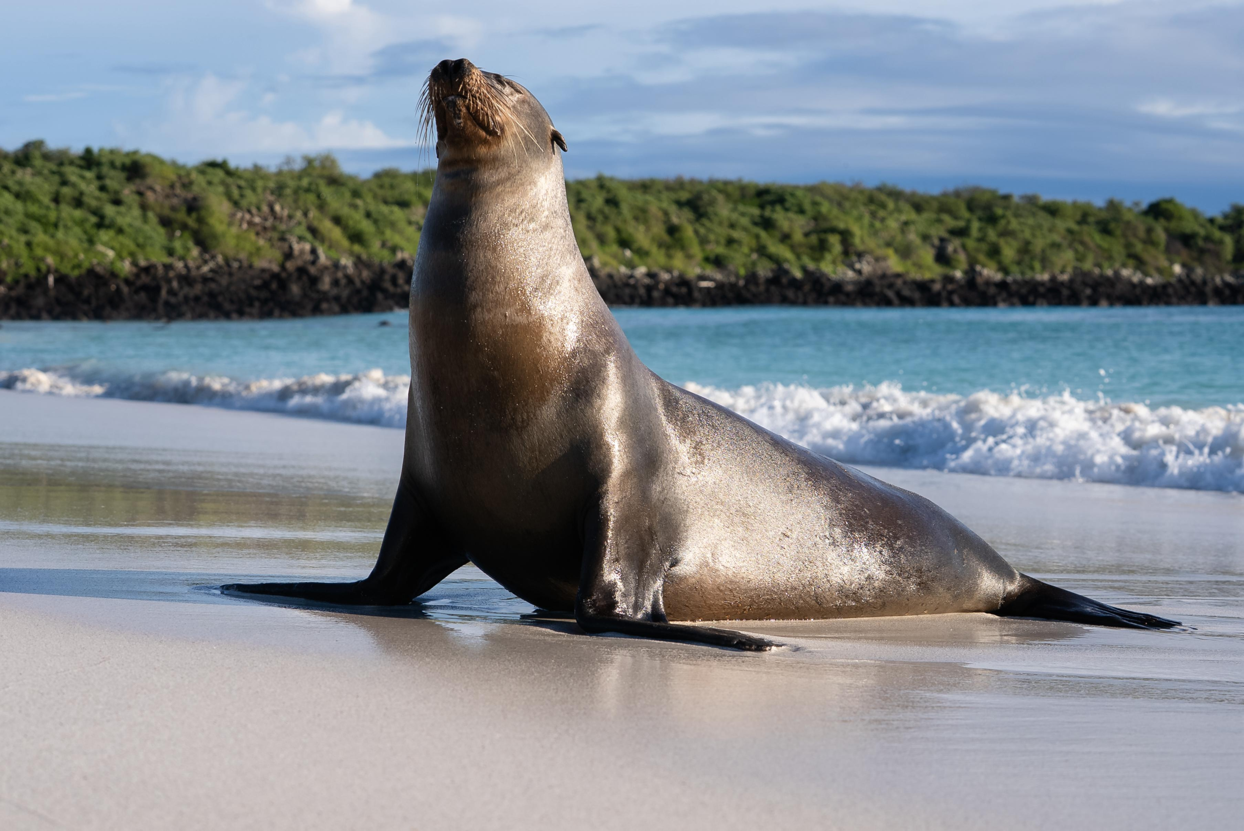 sea-lion.webp