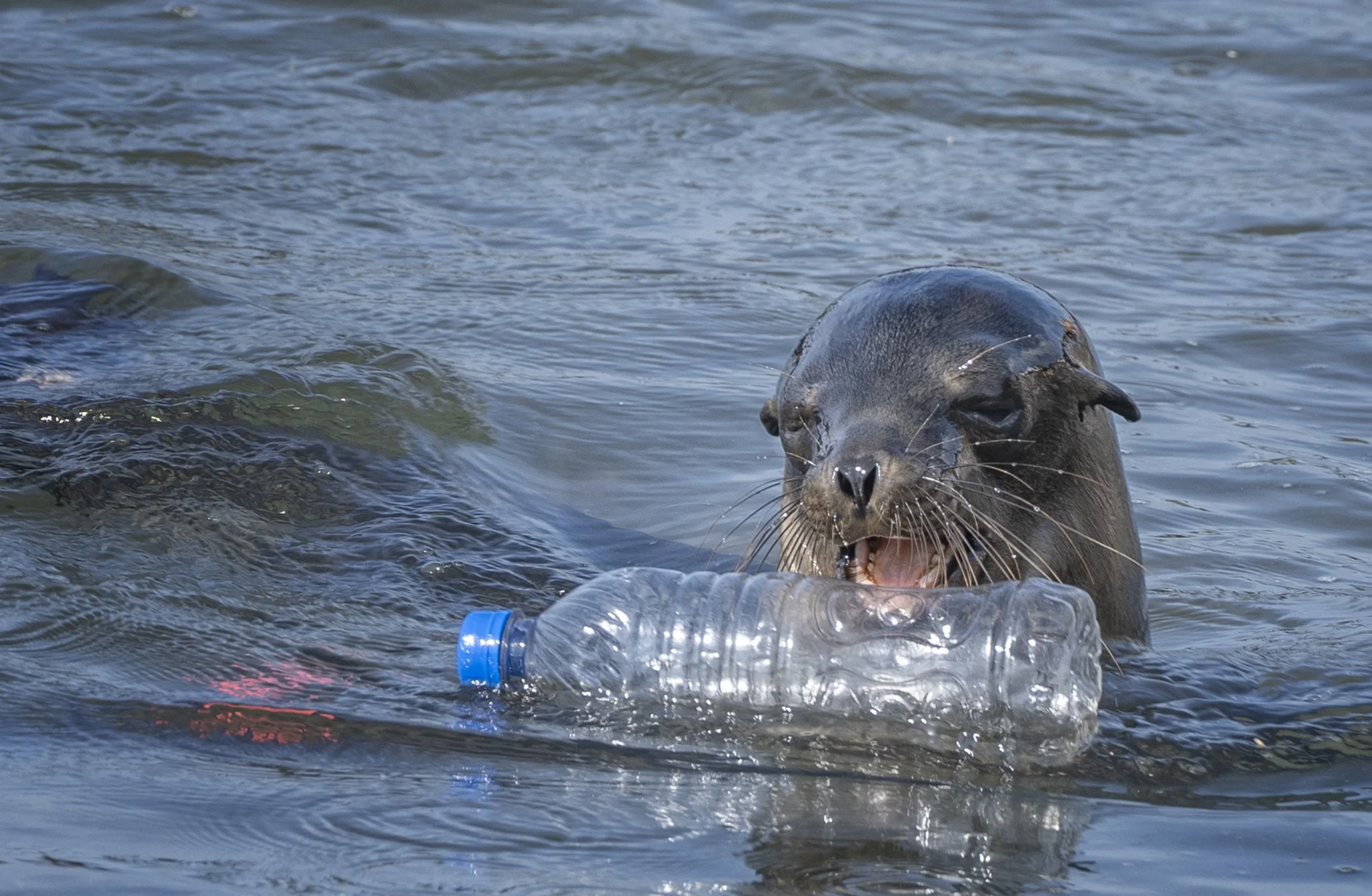 Sea lion with plastic water bottle