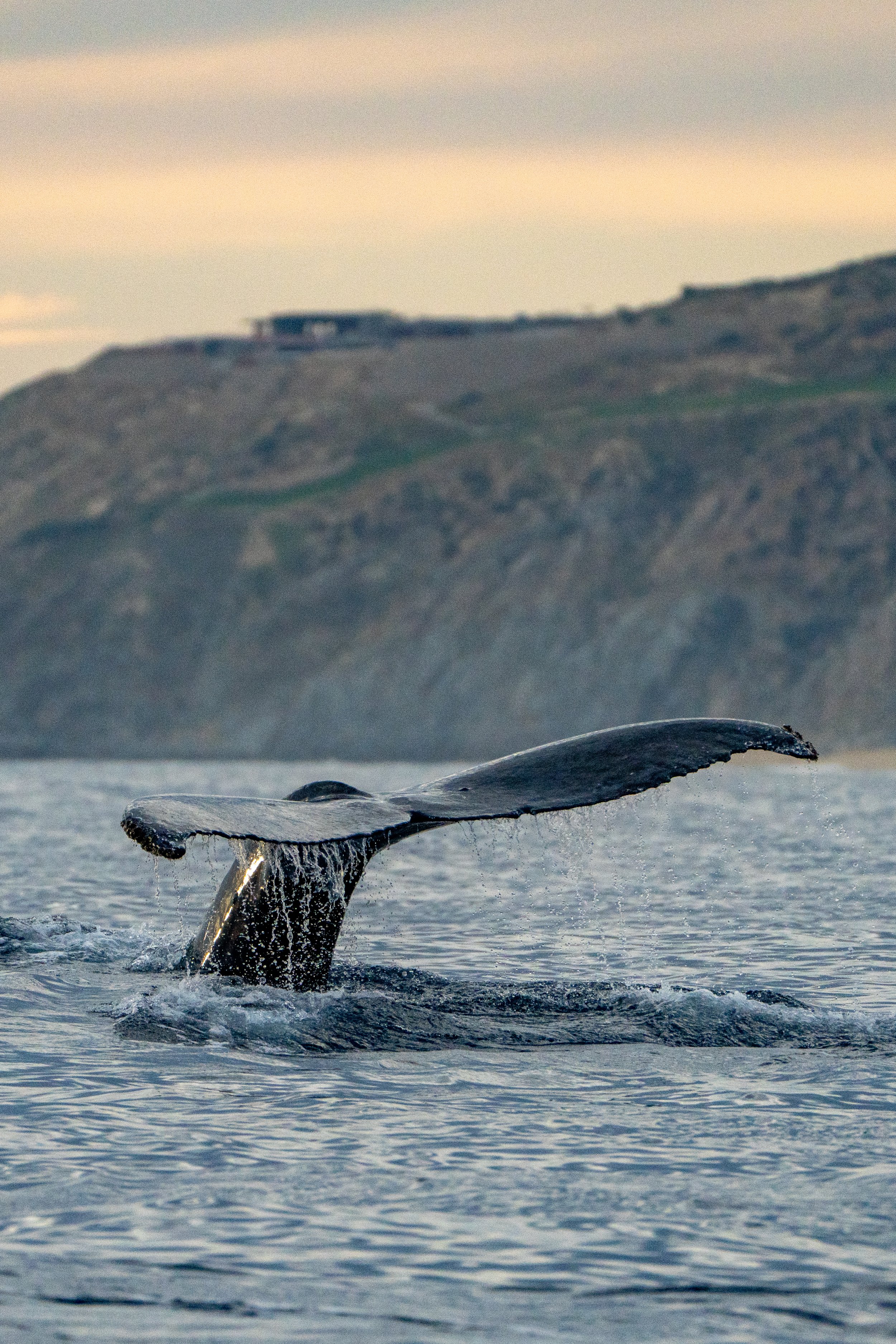 Cabo San Lucas 20260204 Rendon-00560.jpg