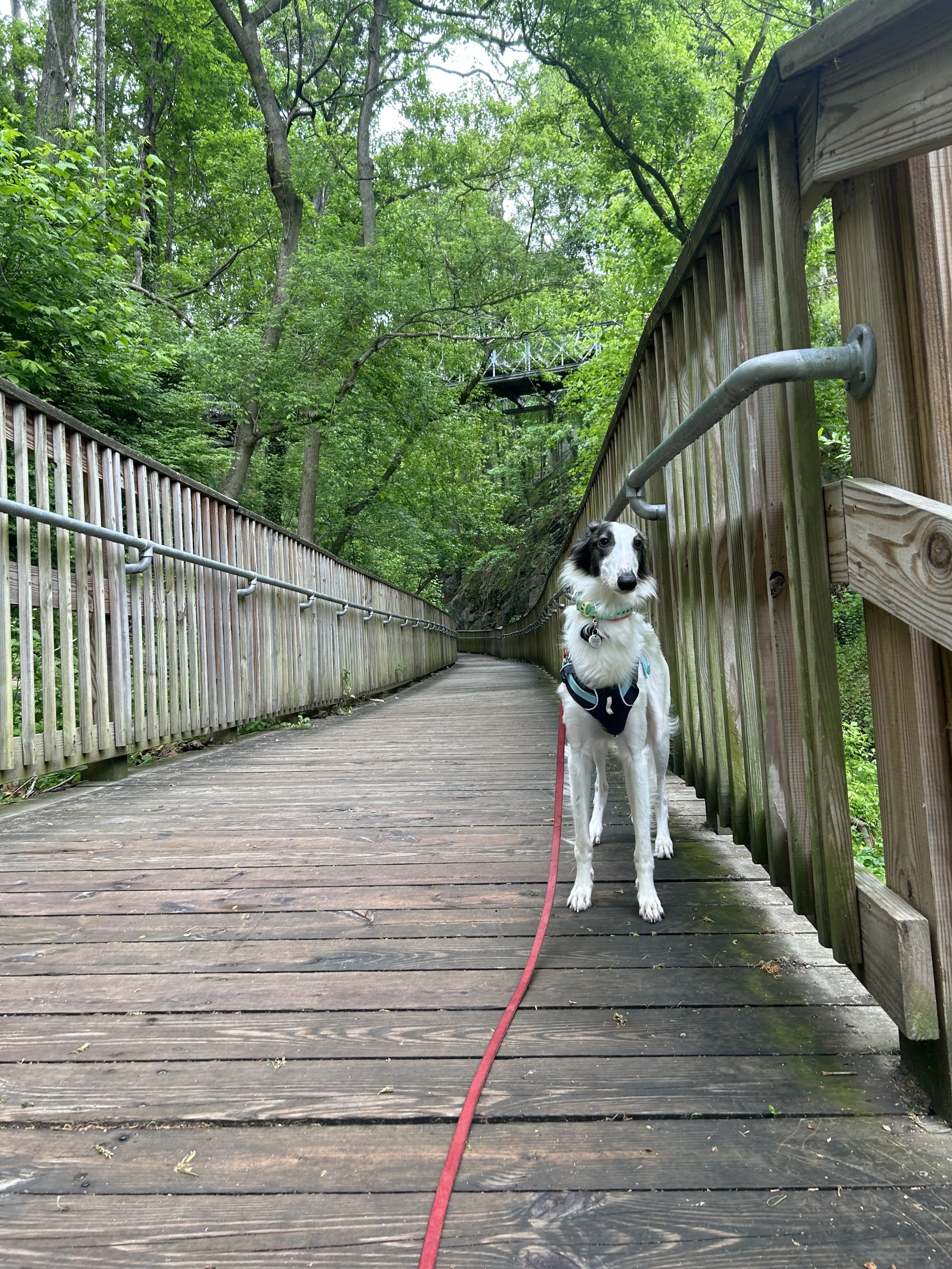 Louie, a Silken Windhound, holding a stand stay on a wooden bridge surrounded by green leafed tree branches that hang over the bridge.