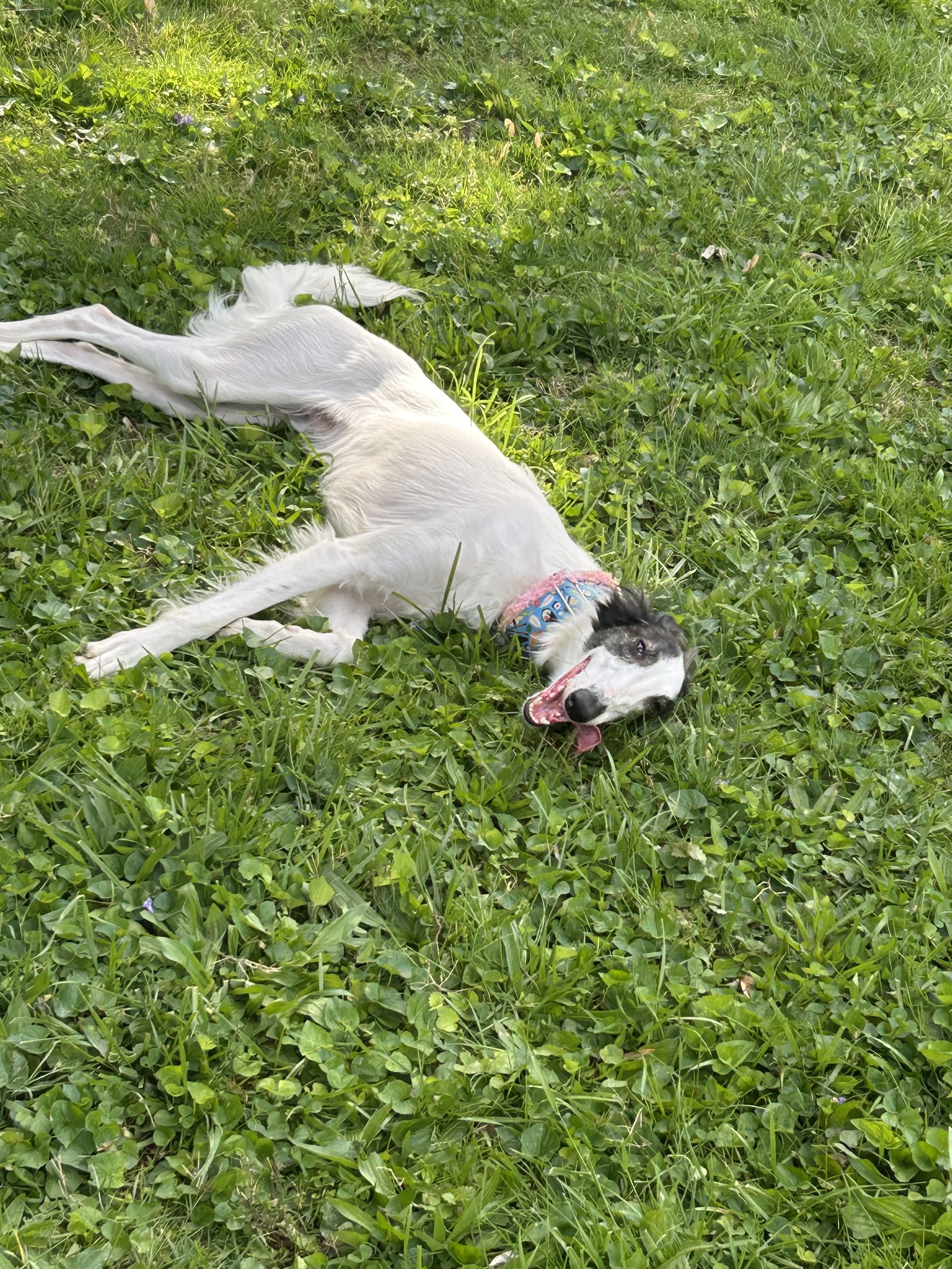 Louie, a Silken Windhound, laying on some grassy ground, on his side with his tongue hanging out of the side of his mouth. He is looking slightly up at the camera.
