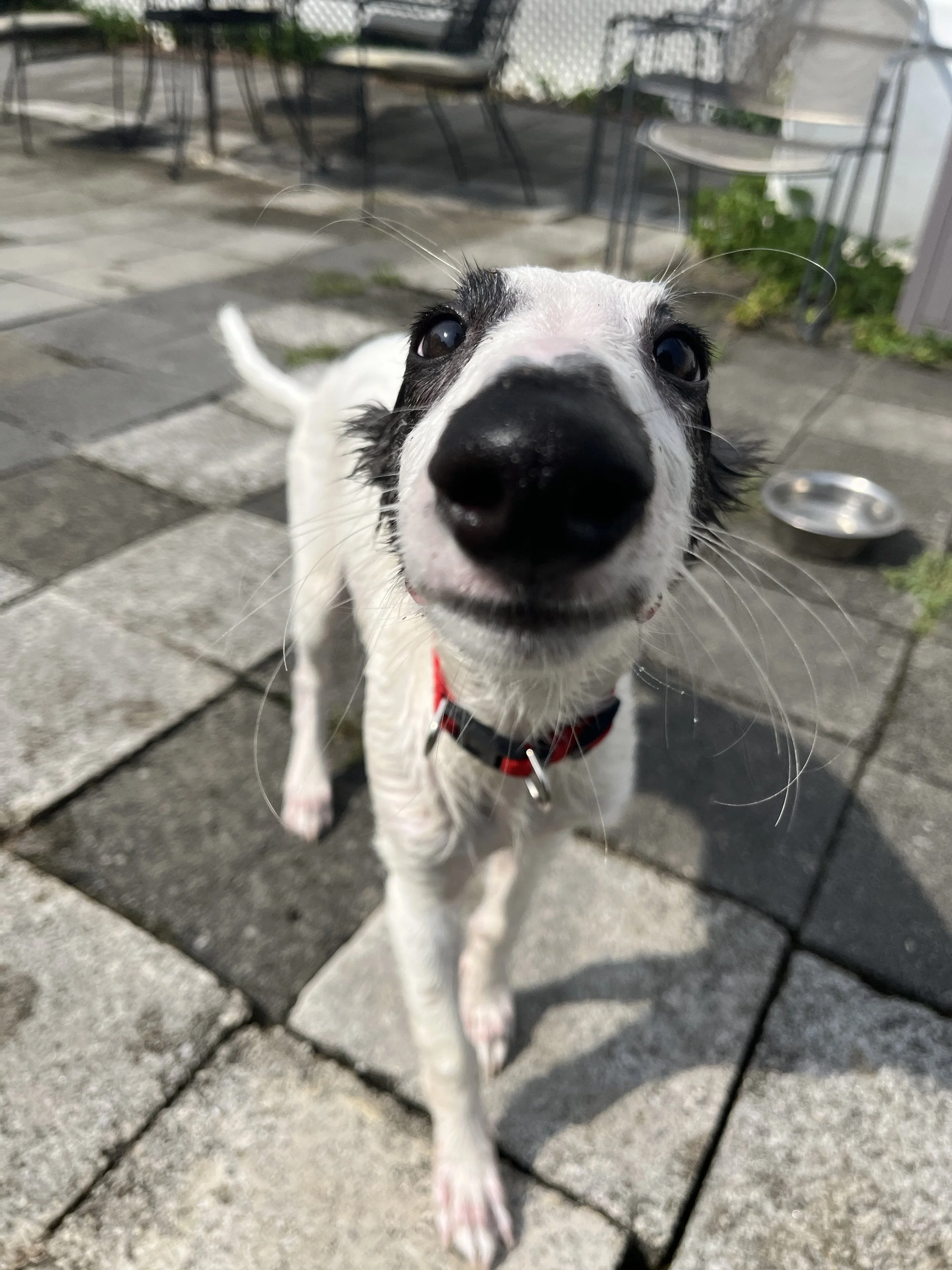 Louie, a Silken Windhound puppy, looking up at the camera, his long whiskers taking up a large portion of the screen. In the background is a silver water bowl and grey concrete tiles.