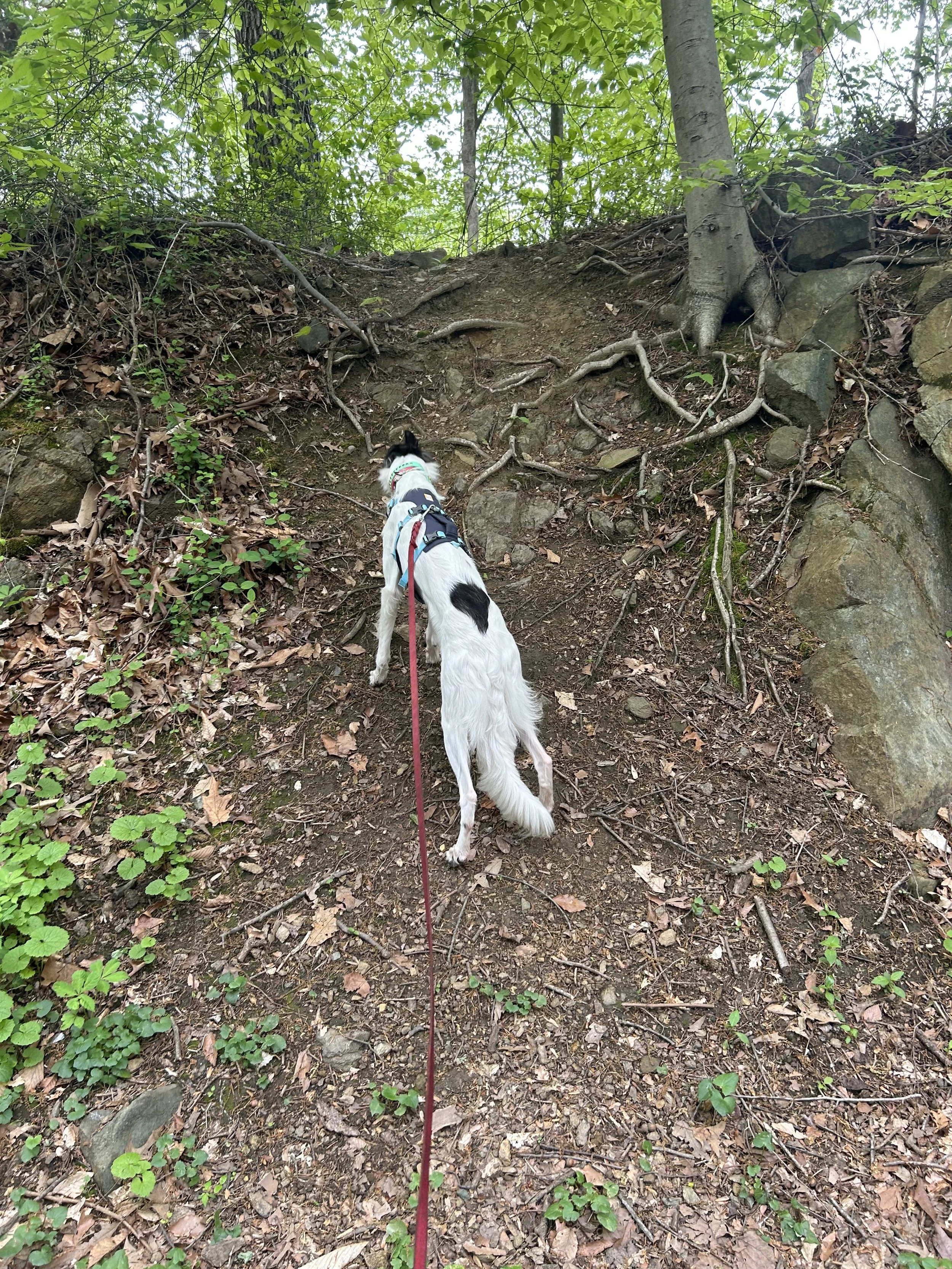 Louie, a Silken Windhound, pulling his person up a dirt hill with tree roots.