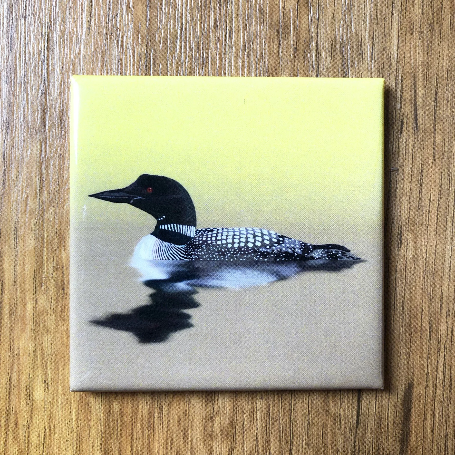 Common Loon  | 2.5x2.5" Glossy Durable Fridge Magnet