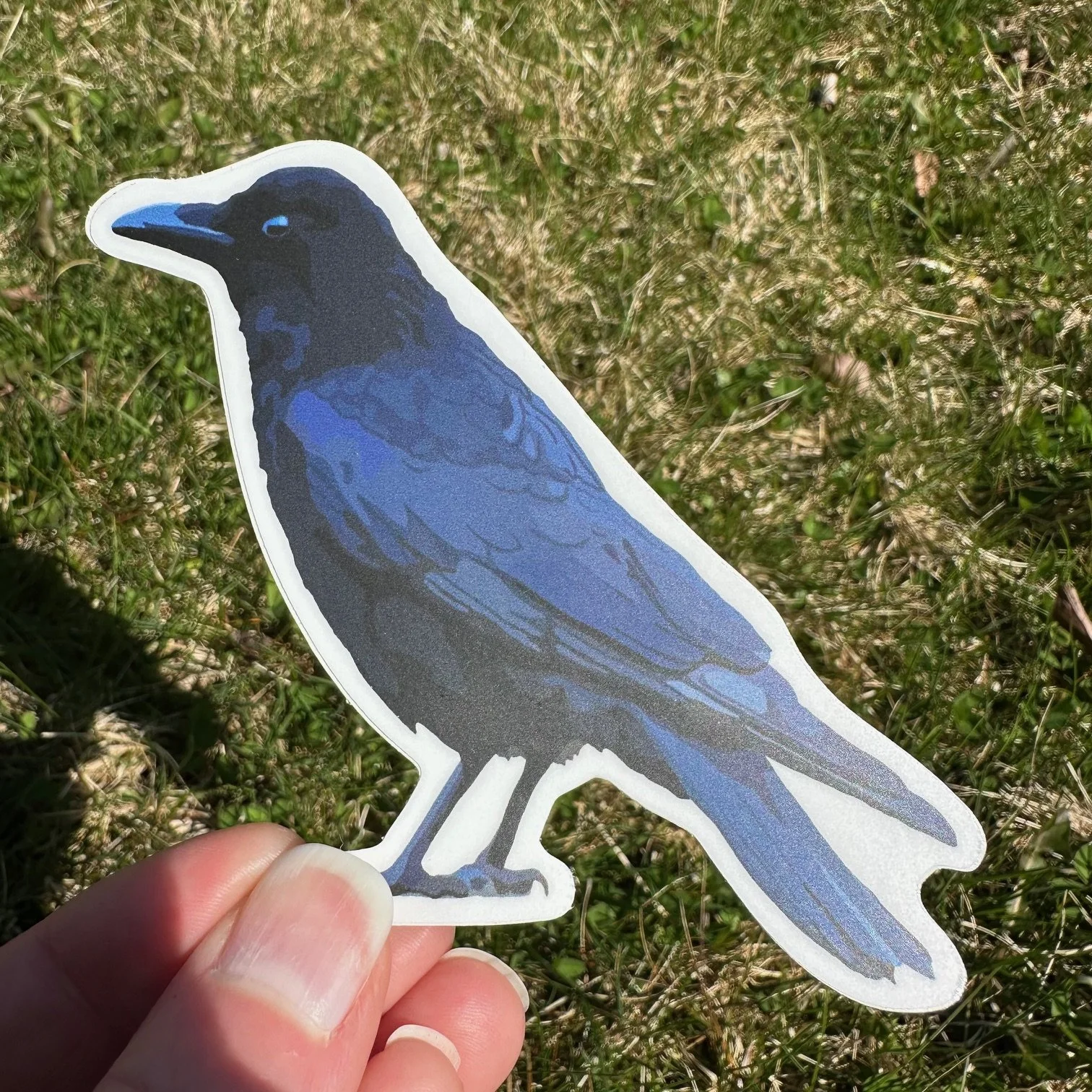 American Crow Vinyl Decal, Waterproof & UV-Resistant