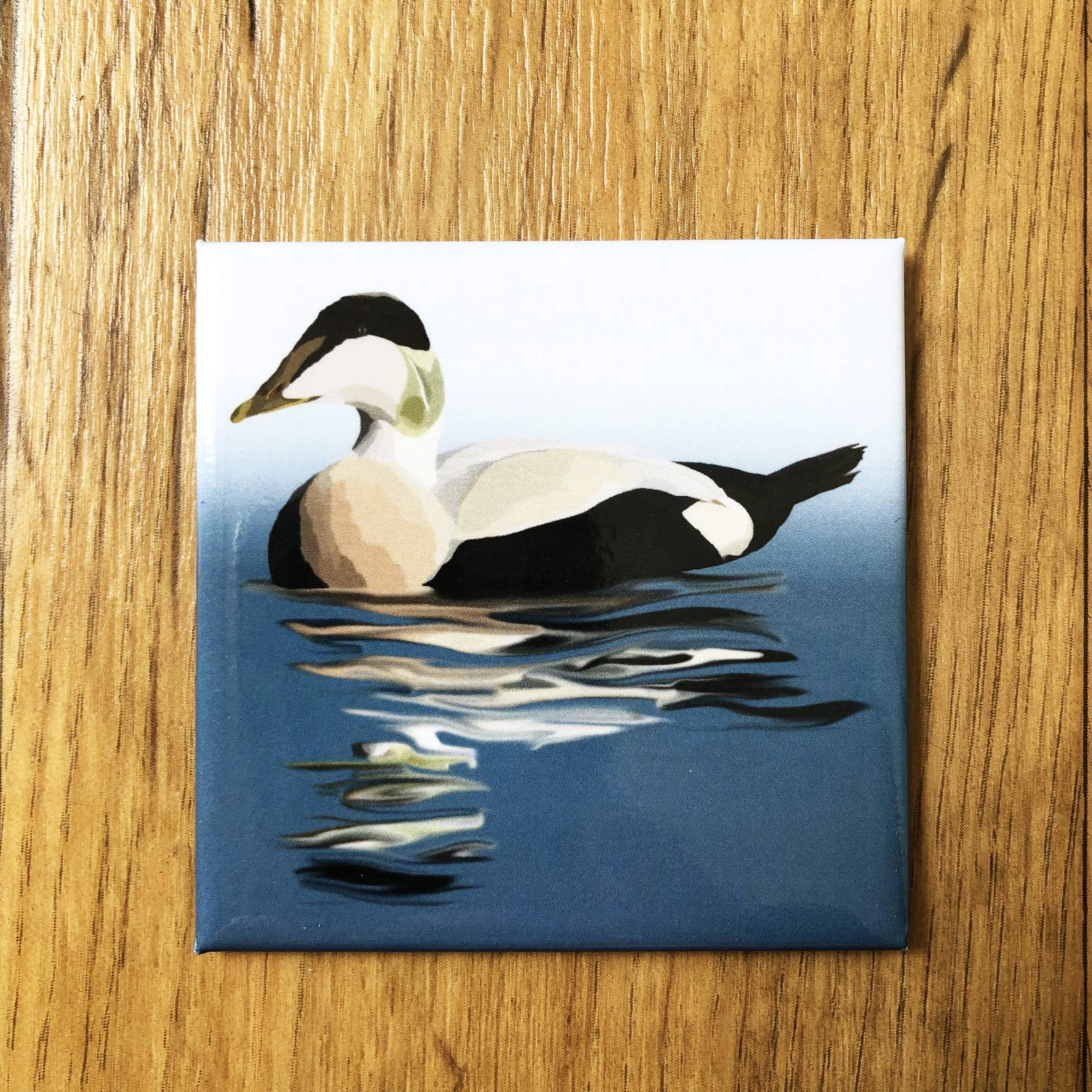 Common Eider  | 2.5x2.5" Glossy Durable Fridge Magnet