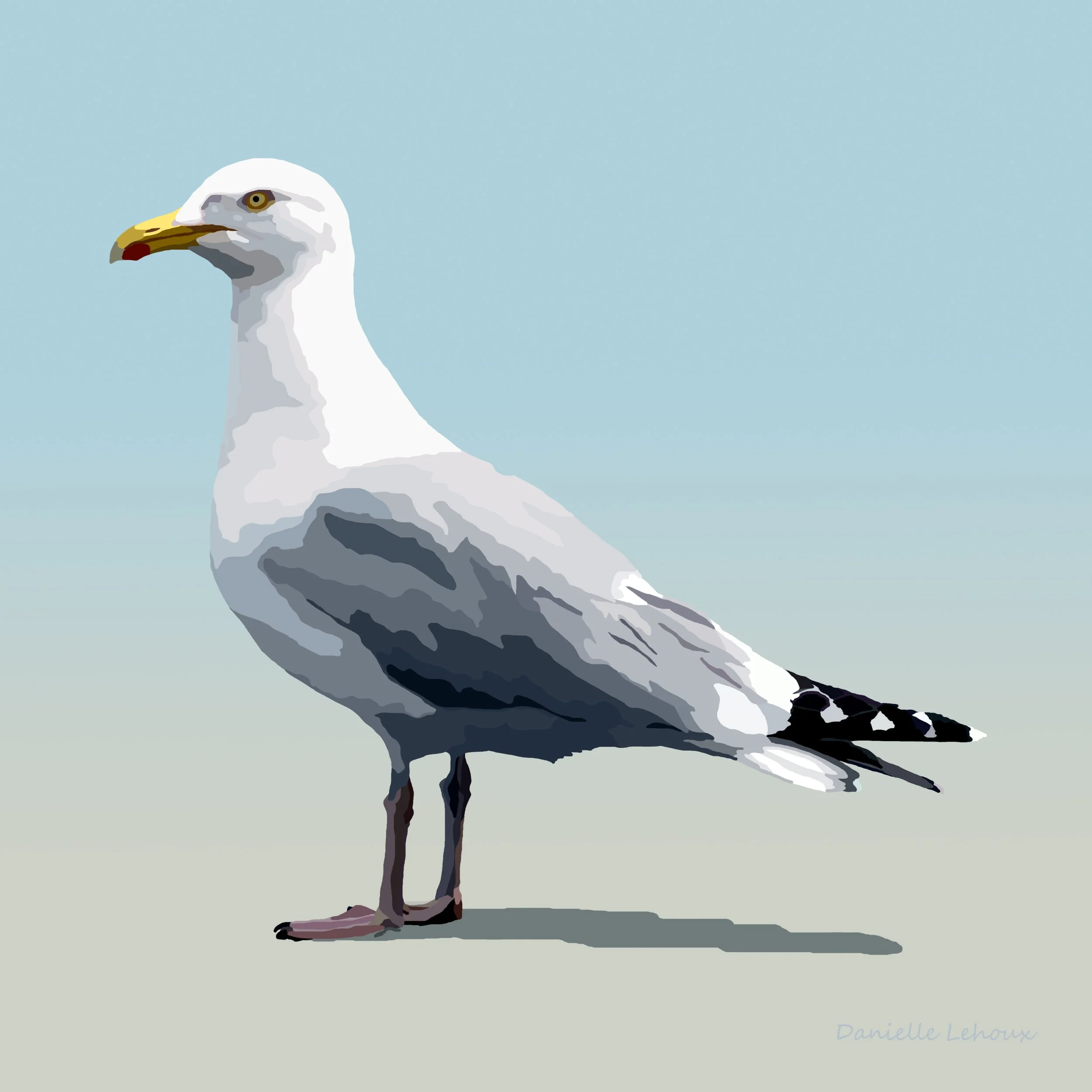 Herring Gull Print