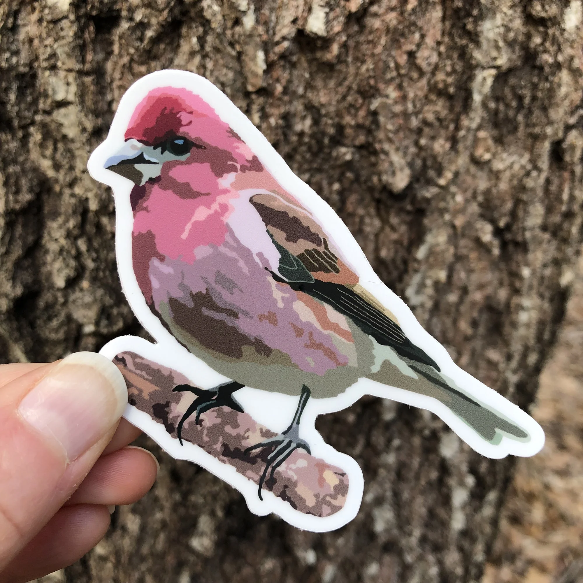 Purple Finch Vinyl Decal, Waterproof & UV-Resistant
